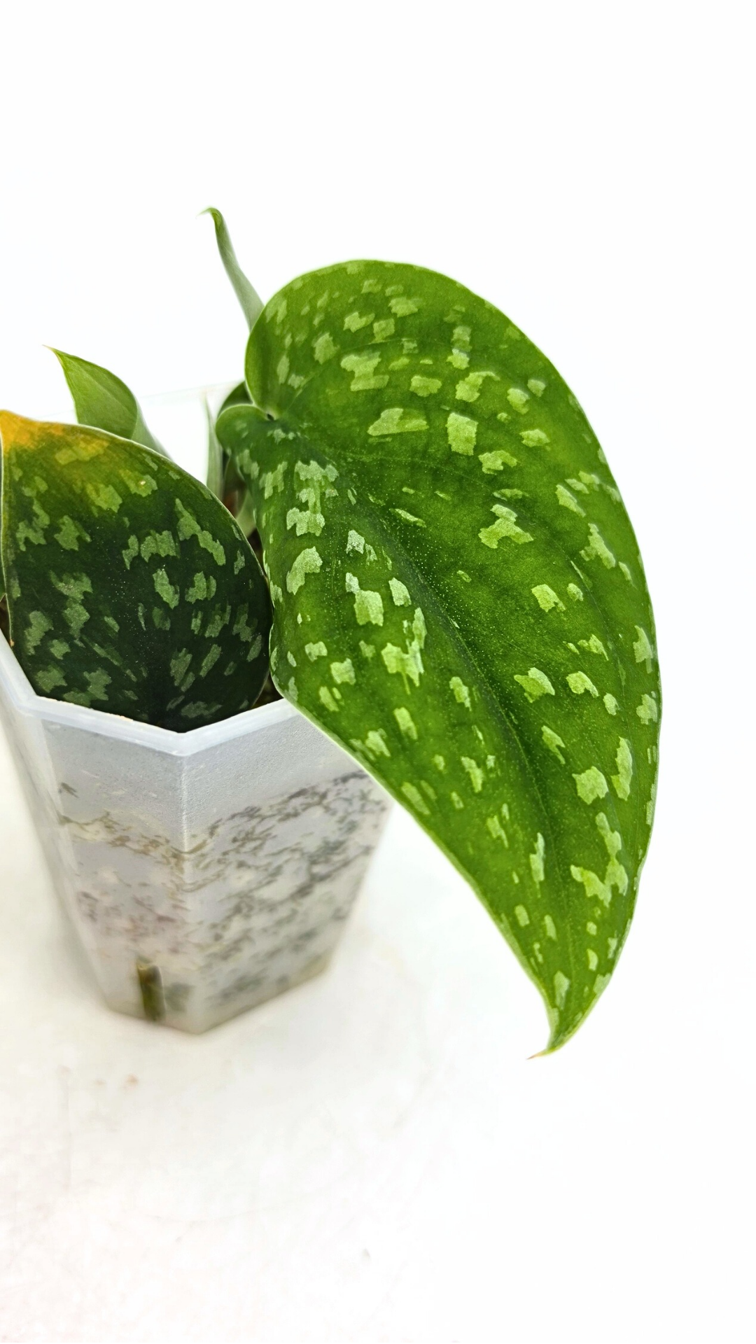 Rare indoor plant Scindapsus Pictus Haask Snake Scale Available for sale at rare plant shop The Leaf Gallery in Perth, Western Australia