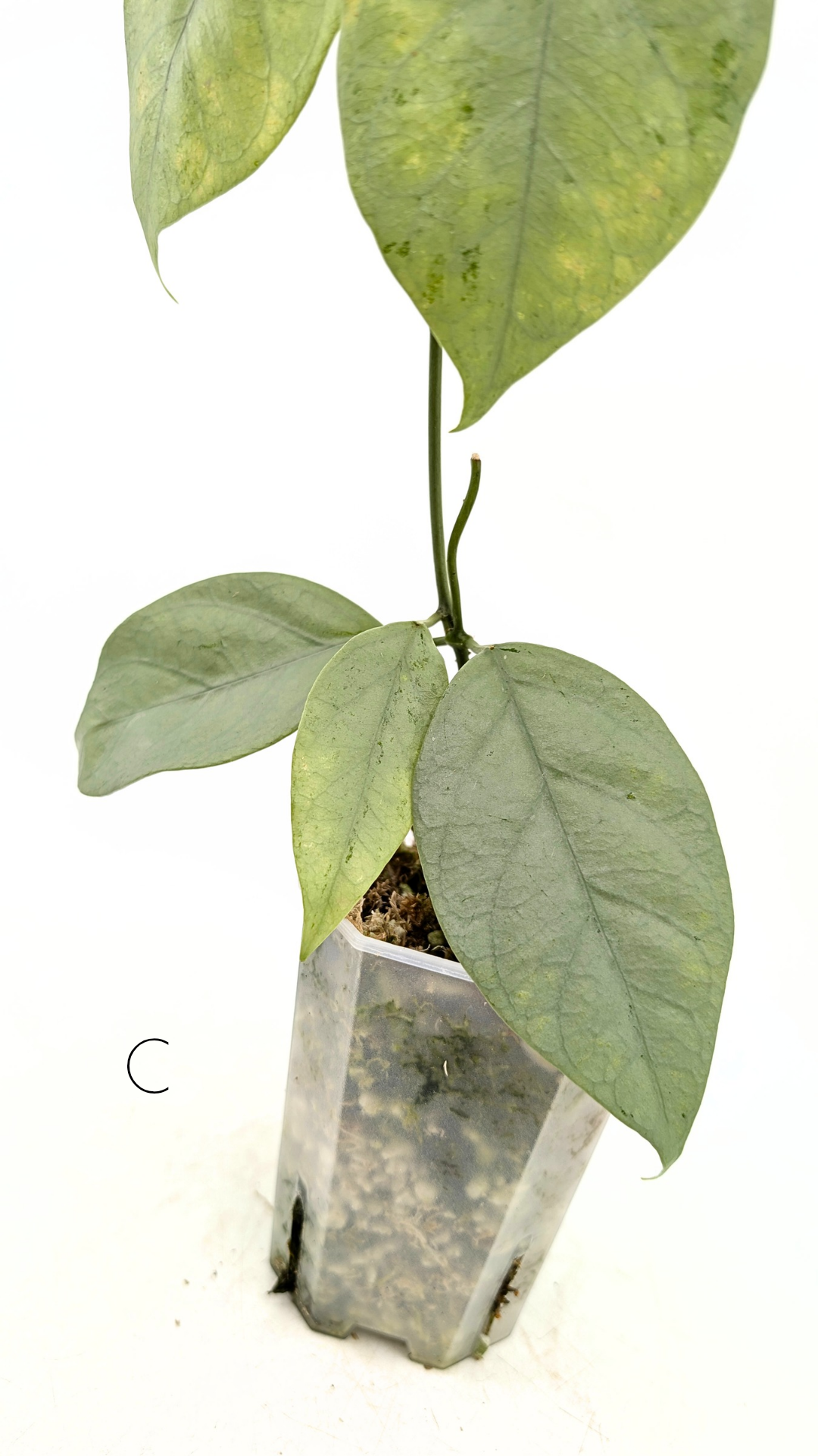 Rare waxplant Hoya Coriacea Silver available for sale at rare indoor plant shop The Leaf Gallery in Perth, Western Australia