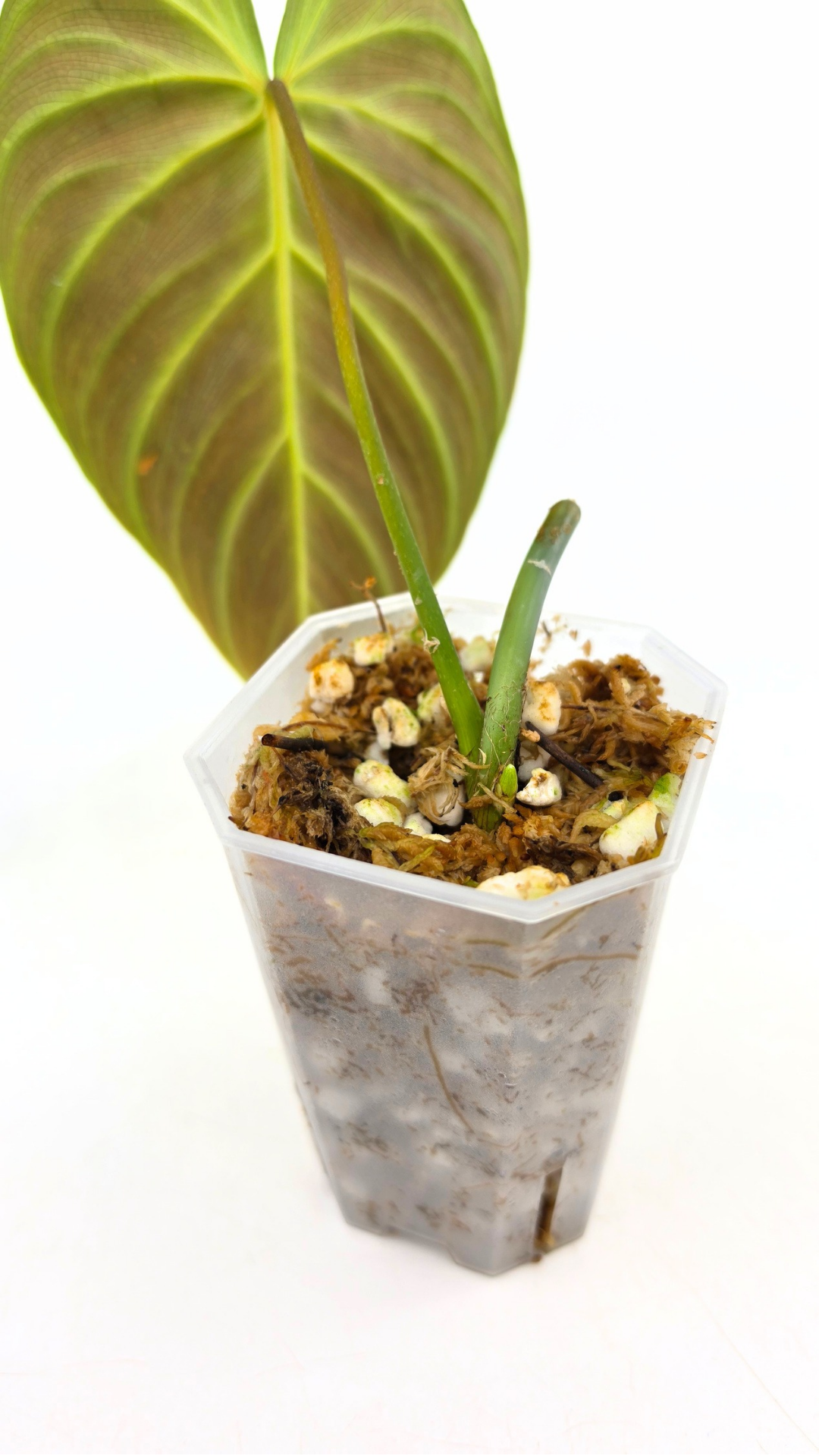 Uncommon indoor plant Philodendron Splendid available for sale at rare house plant shop The Leaf Gallery in Perth, Western Australia
