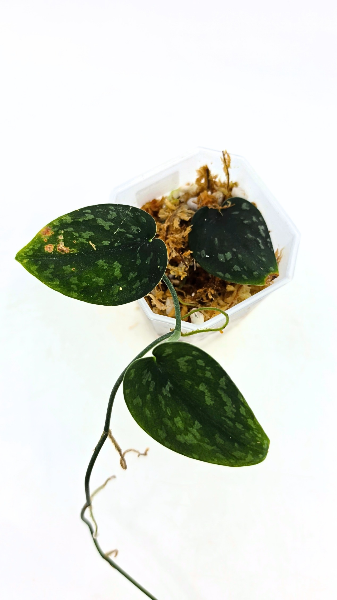 Rare indoor plant Scindapsus Pictus Haask Snake Scale Available for sale at rare plant shop The Leaf Gallery in Perth, Western Australia
