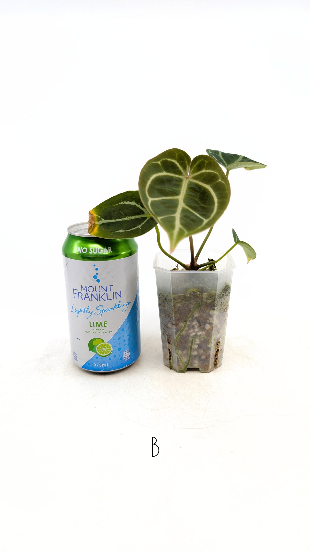 Rare anthurium hybrid Anthurium Dark Forgetii x Bessae Aff X Anthurium Michelle by The Leaf Gallery in Perth, Western Australia