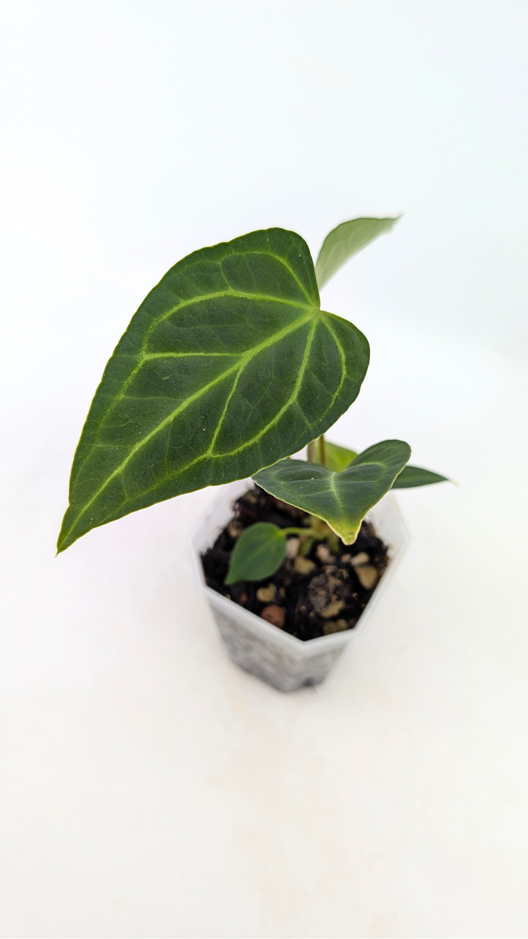Rare indoor plant pure Anthurium Regale seedlings available for sale at rare house plant shop The Leaf Gallery in Perth, Western Australia