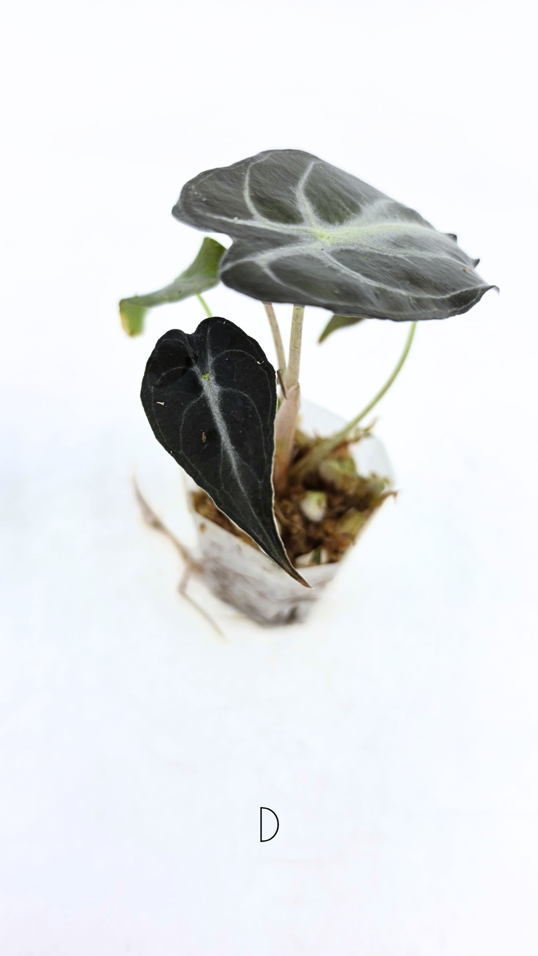 Rare indoor plant Alocasia Venom available for sale at rare house plant shop The Leaf Gallery in Perth, Western Australia.