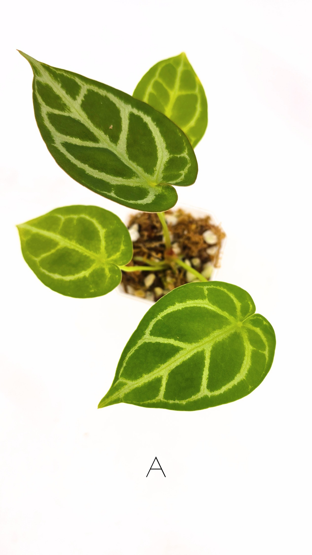 Rare anthurium hybrid Dark Forgetii cross with Anthurium Silver blush available for sale at rare plant shop The Leaf Gallery in Perth, Western Australia