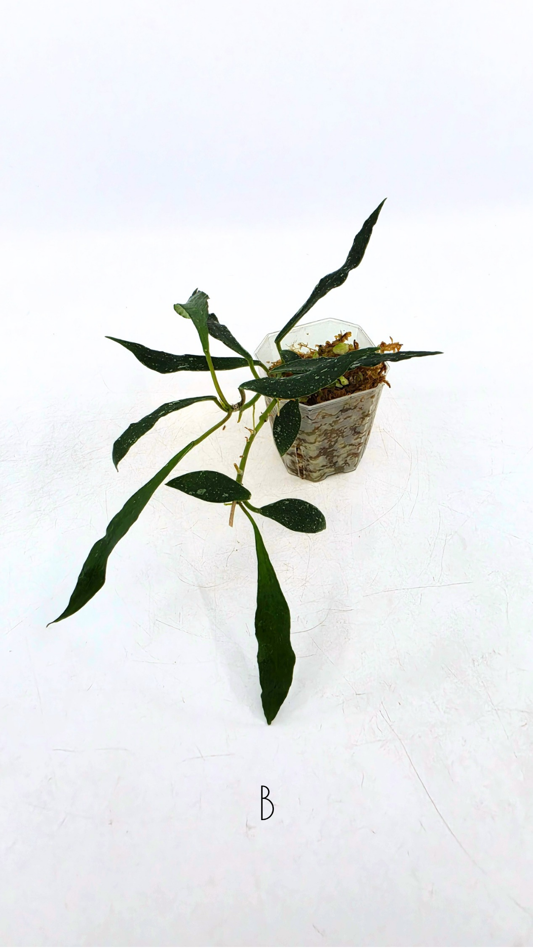 Rare waxplant Hoya Mirabillis Splash available for sale at rare indoor plant shop The Leaf Gallery in Perth, Western Australia