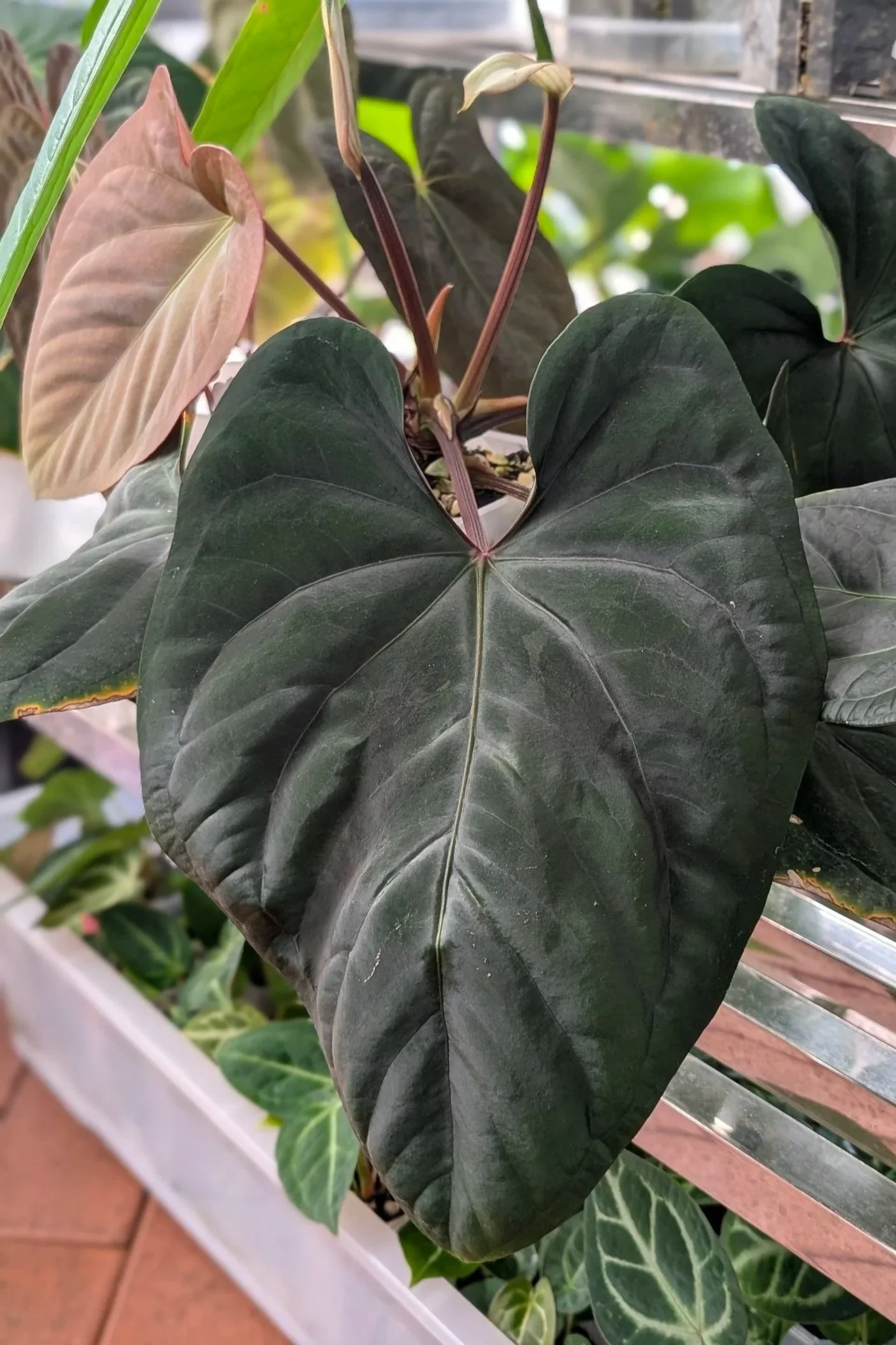 Rare Anthurium Dressleri seeds available, propagated by The Leaf Gallery in Perth, Western Australia