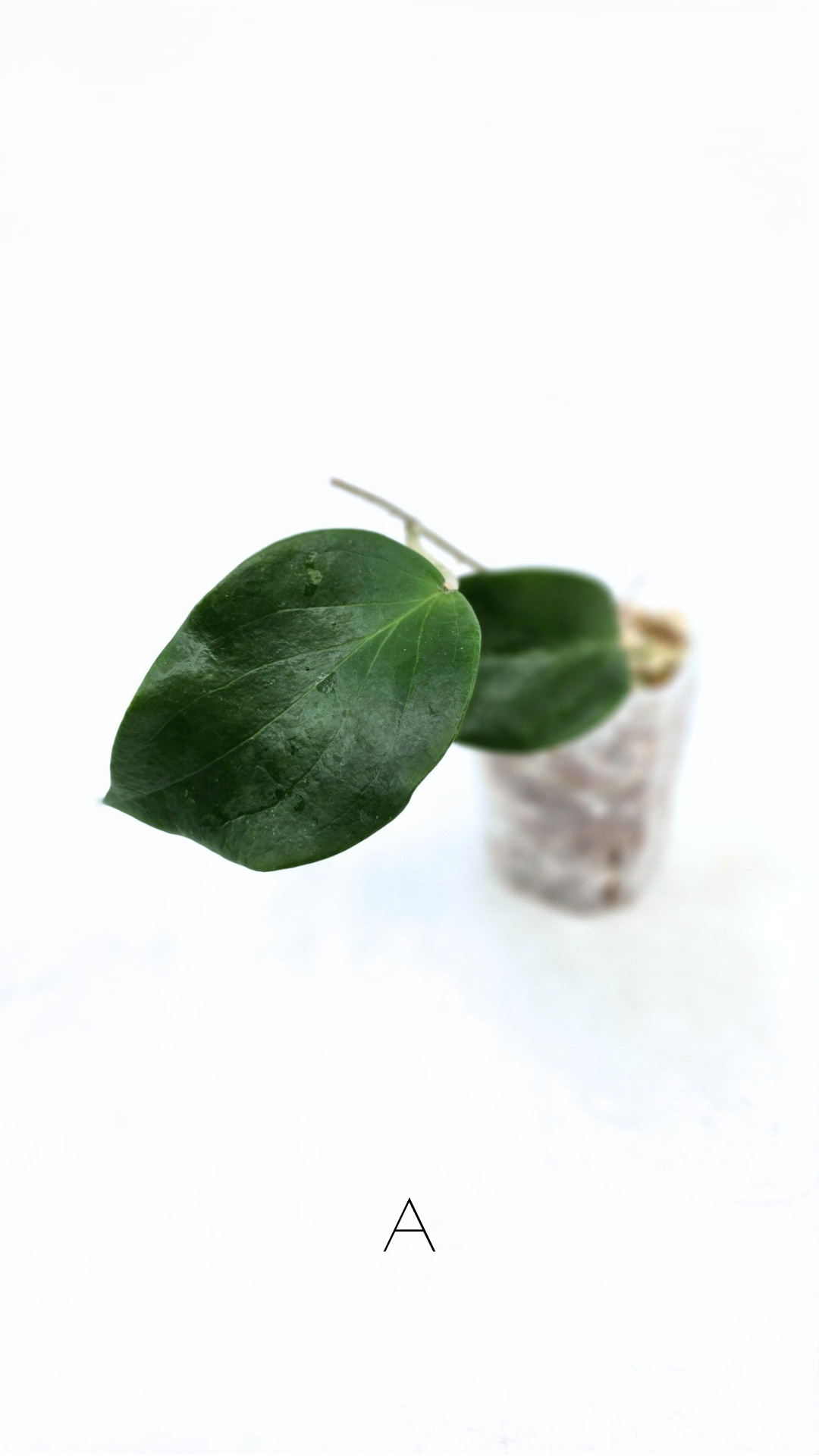 Rare waxplant Hoya Pentaphlebia available for sale at rare indoor plant shop The Leaf Gallery in Perth, Western Australia