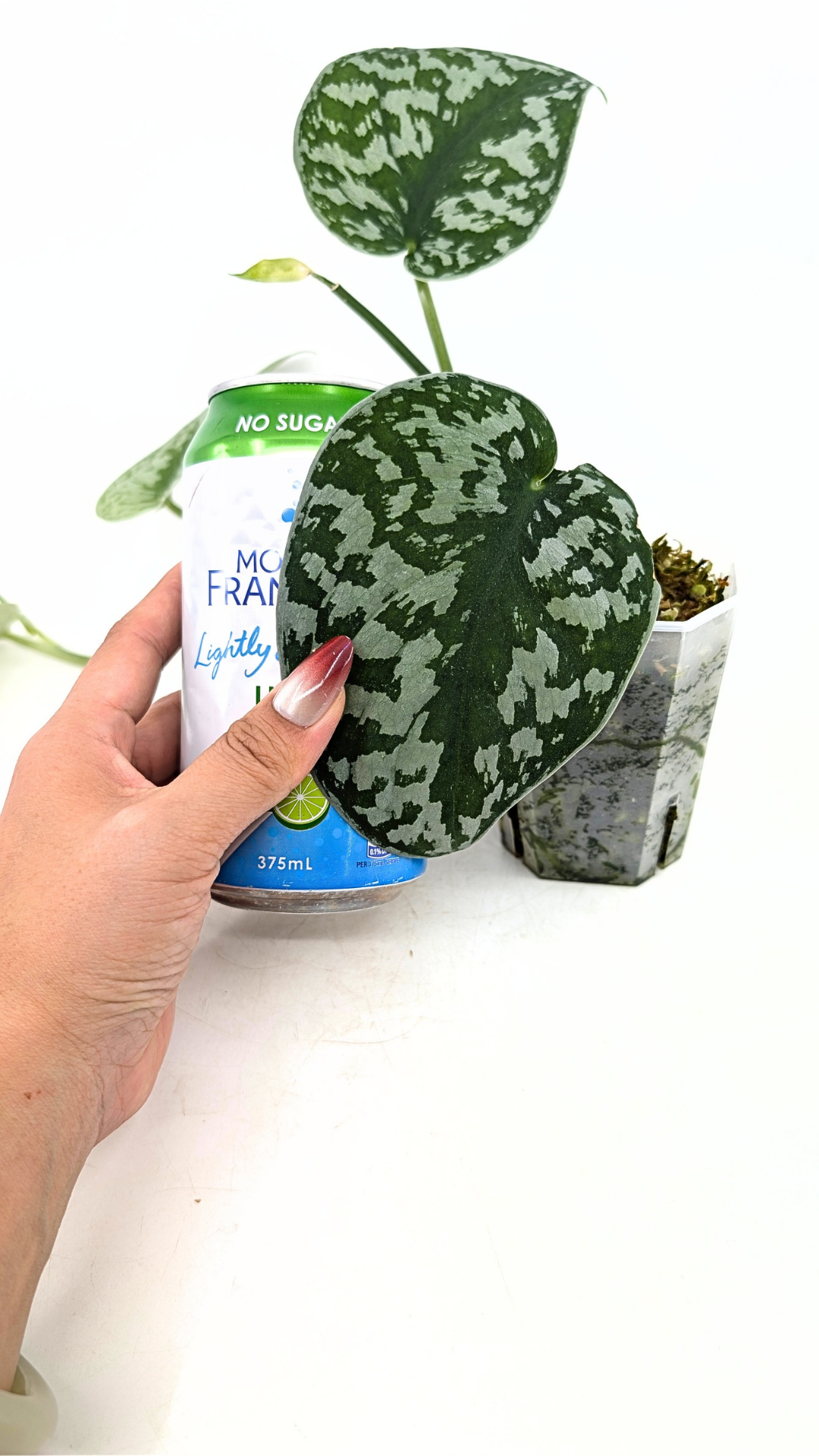 Uncommon indoor plant scindapsus Exotica available for sale at rare plant shop The Leaf Gallery in Perth, Western Australia.