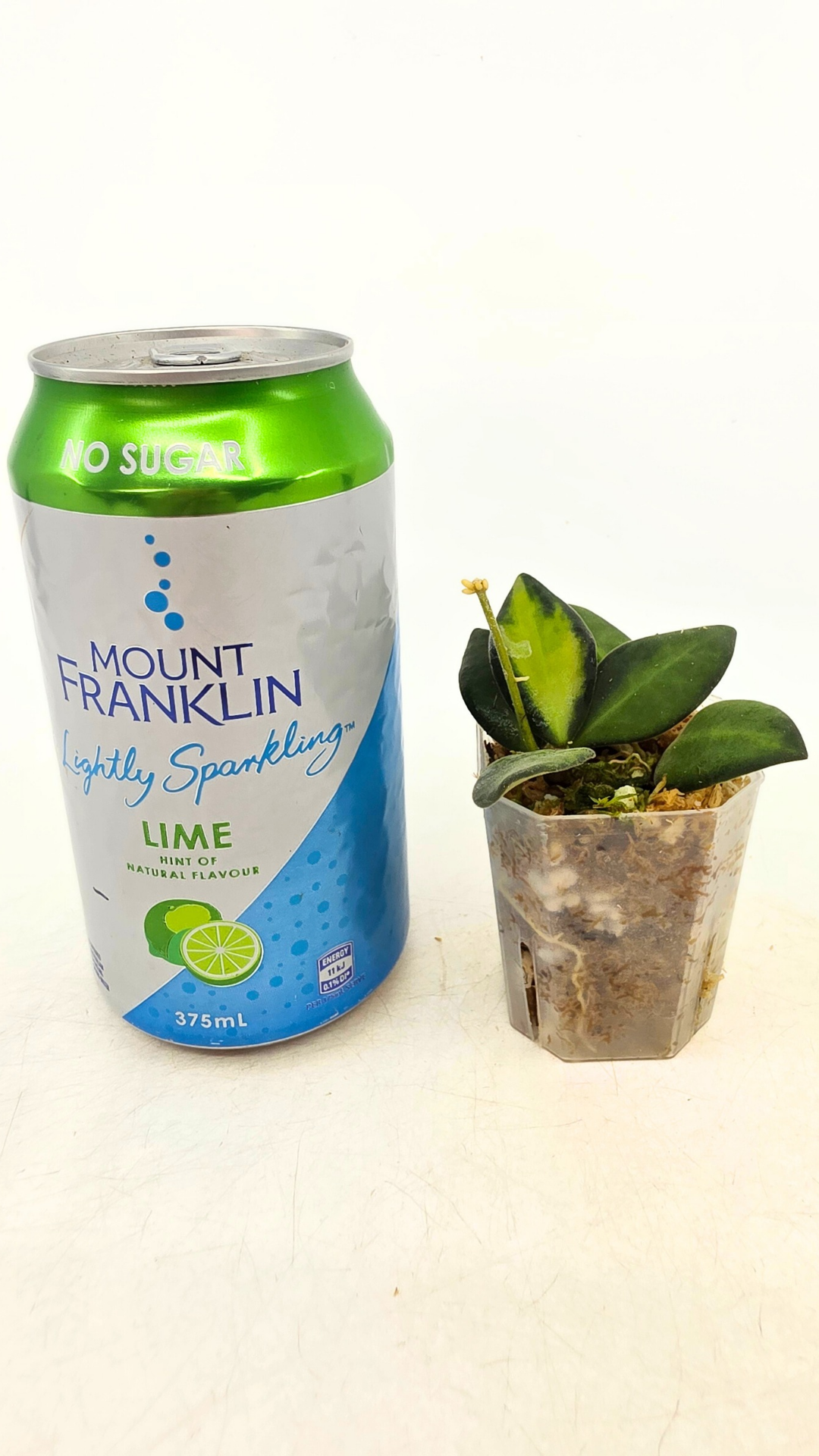 Rare waxplant Hoya DS-70 variegated also known as Hoya Aff Burtoniae Variegated availalbe for sale at rare indoor plant shop The Leaf Gallery in Perth, Western Australia