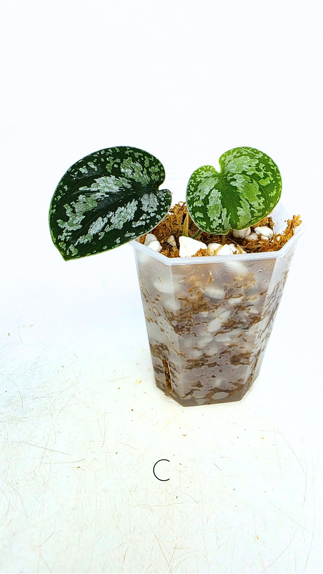 Rare indoor plant Scindapsus Dark Silver Tricolour available for sale at rare house plant shop The Leaf Gallery in Perth, Western Australia