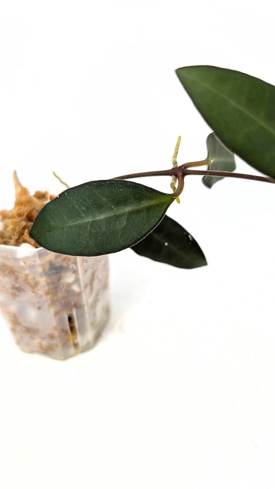 Rare waxplant Hoya Rosita available for sale at rare plant shop The Leaf Gallery in Perth, Western Australia