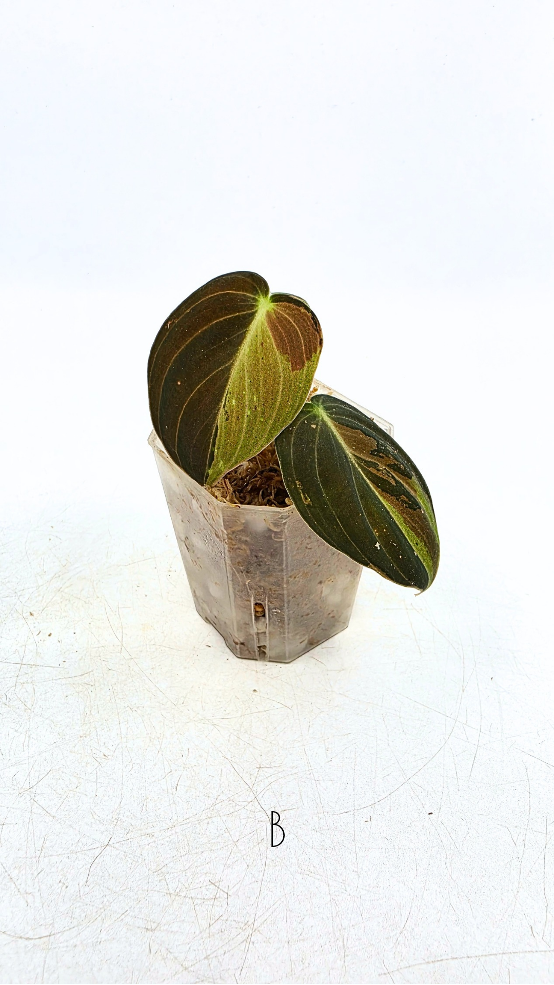 Rare plant Philodendron Melanochrysum Varigated available for sale at rare plant shop The Leaf Gallery in Perth, Western Australia