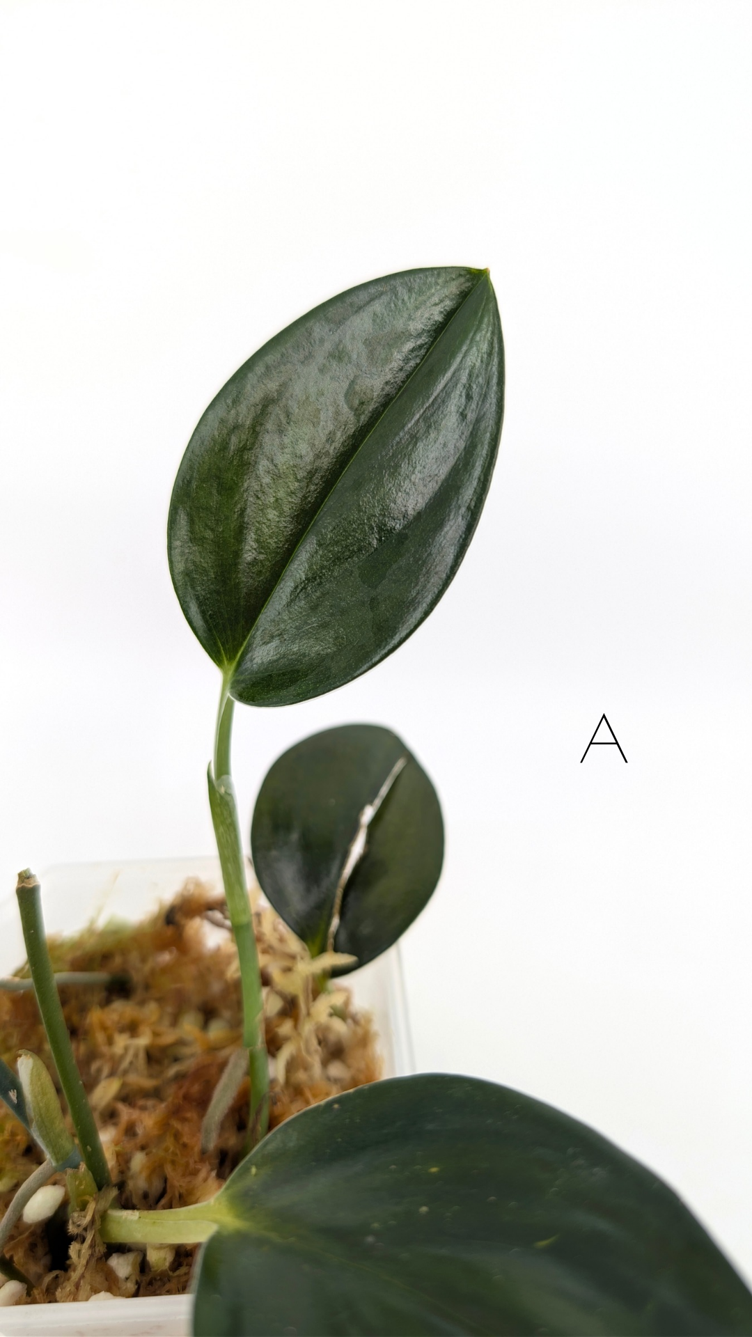 Rare Indoor House Plant Scindapsus Treubii Dark Form at rare plant shop The Leaf Gallery in Perth