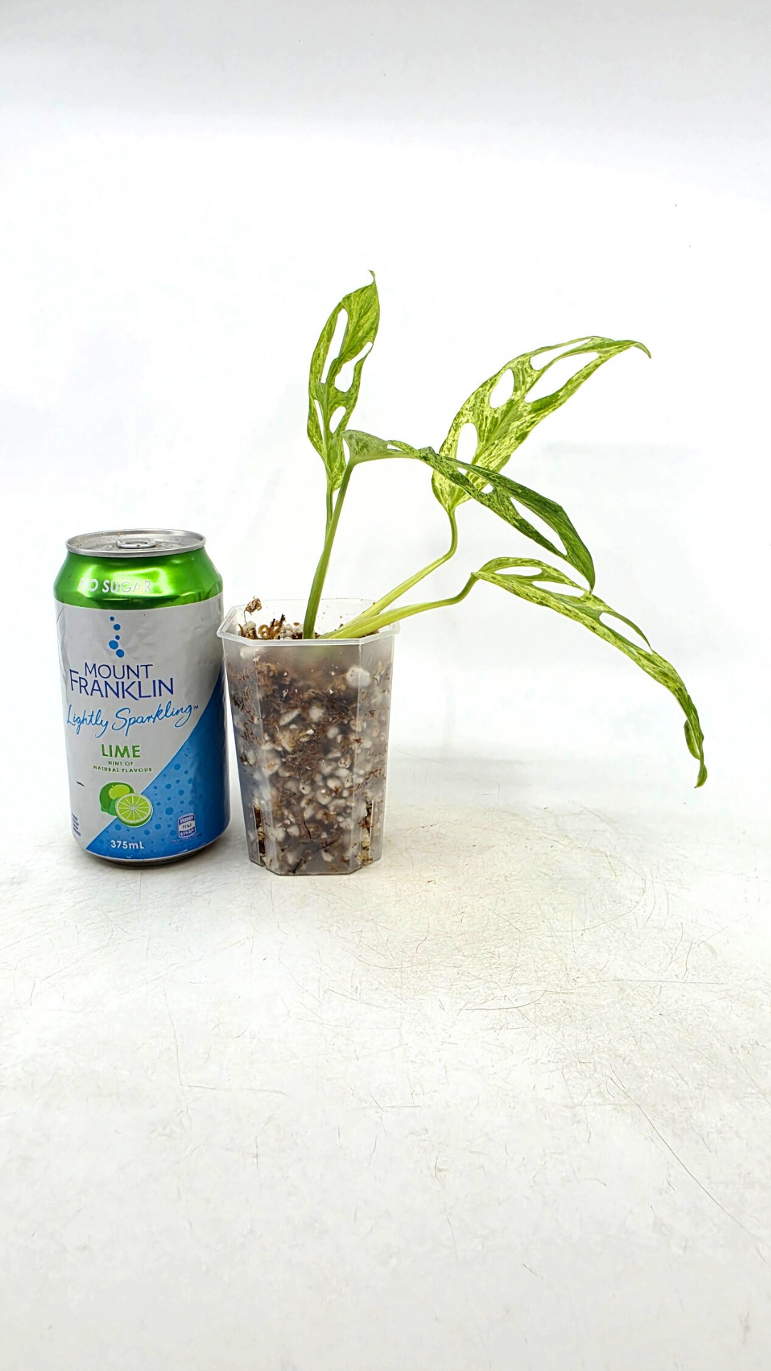 Rare indoor house plant Monstera Adansonii Mottled Mint Varigation available for sale at rare plant shop The Leaf Gallery in Perth, Western Australia