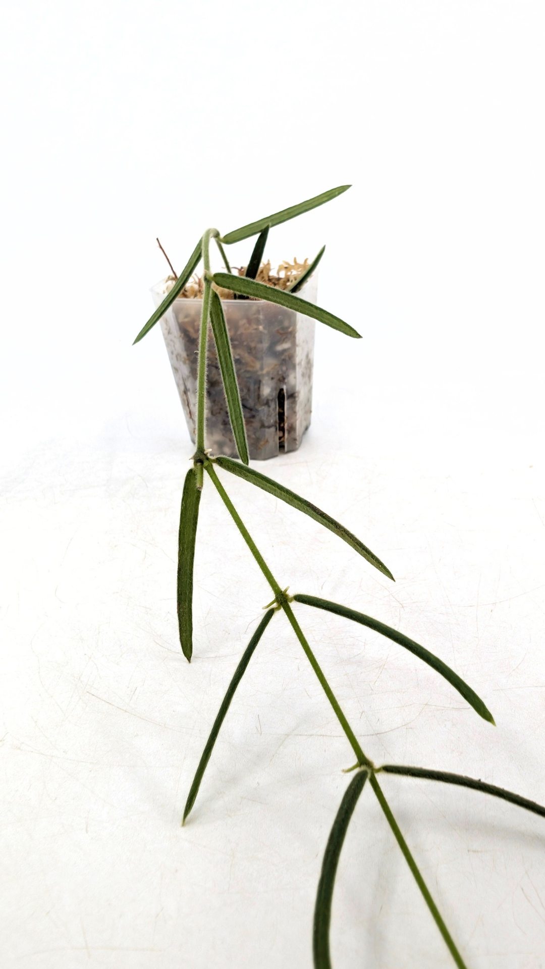 Rare waxplant Hoya Linearis available for sale at rare indoor plant shop The Leaf Gallery in Perth, Western Australia