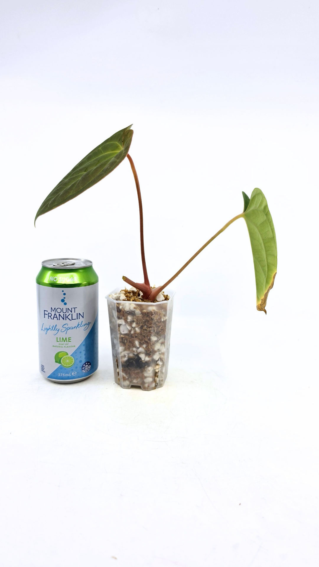Rare Anthurium hybrid Silver Blush X Luxurians available for sale at rare indoor plant shop The Leaf Gallery in Perth, Western Australia
