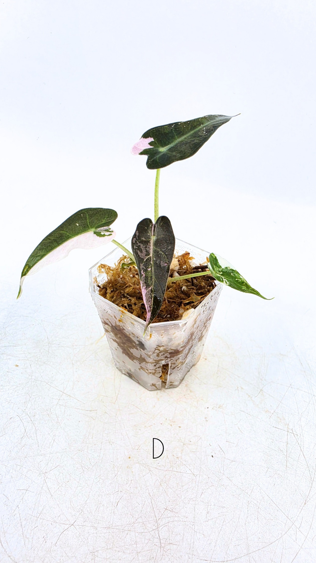 Rare indoor plant Alocasia Amazonica Bambino Pink TC plantlets available for sale at rare houseplant shop The Leaf Gallery in Perth, Western Australia