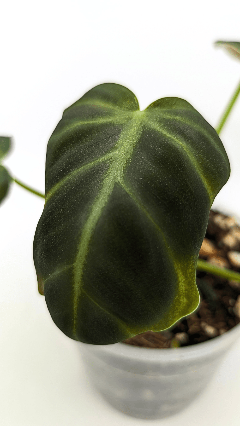 Philodendron Luxurians Radiente  The Leaf Gallery