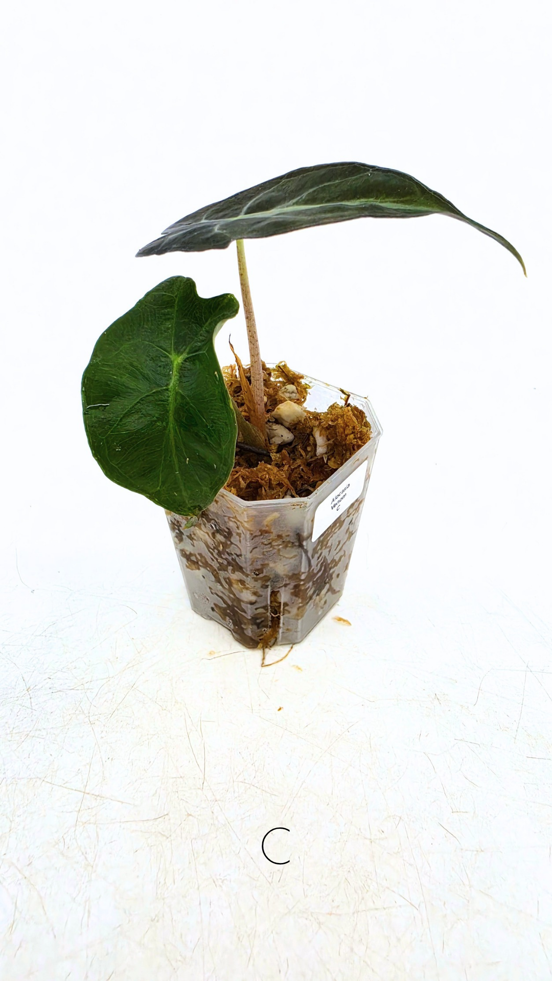 Rare indoor plant Alocasia Venom available for sale at rare house plant shop The Leaf Gallery in Perth, Western Australia.