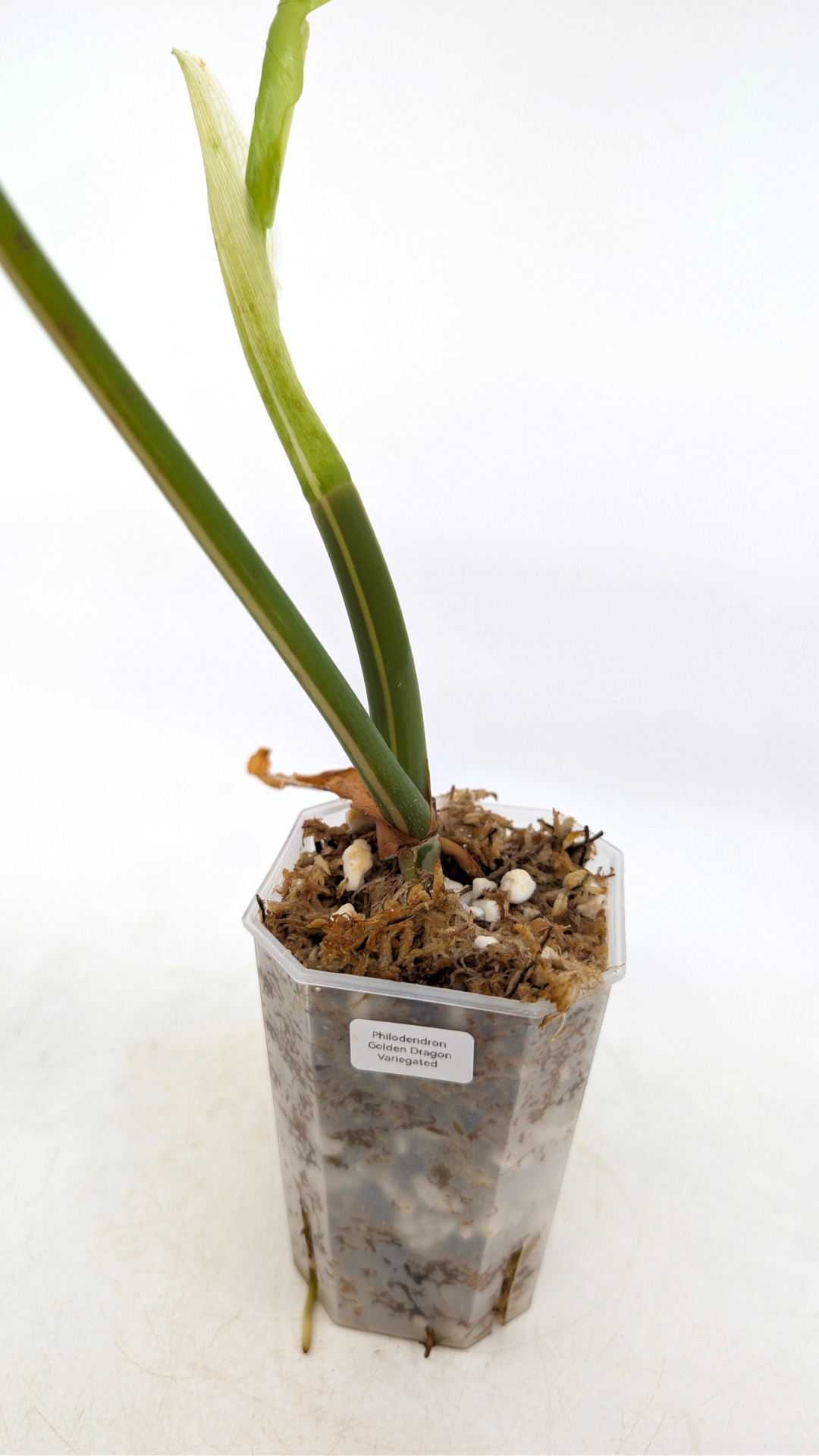 Single plants upload_20251220_113506_0003.png