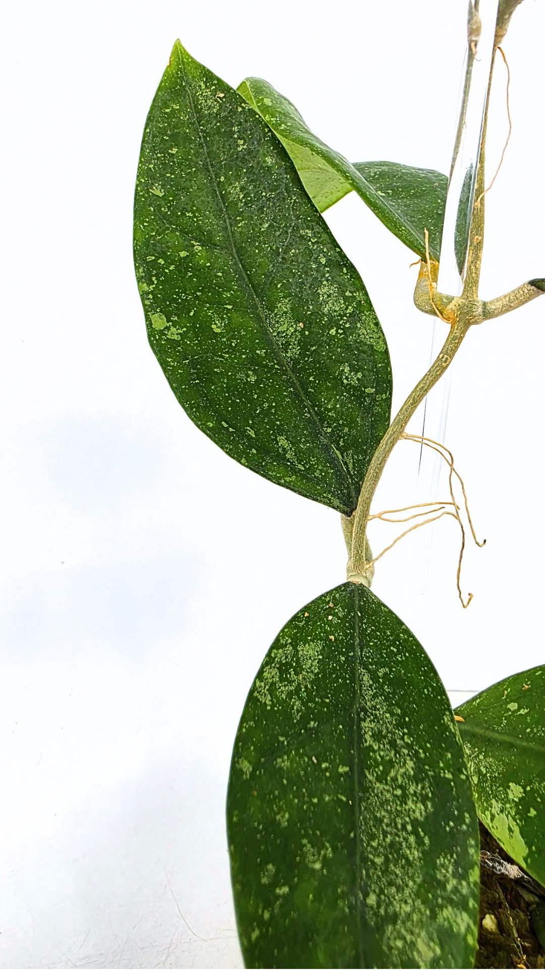 Rare waxplant Hoya Ko Chag Island available for sale at rare indoor plant shop The Leaf Gallery in Perth, Western Australia
