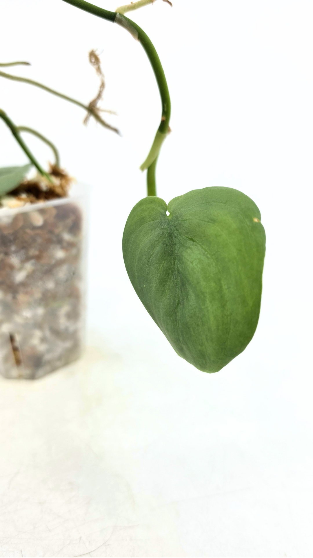 Rare indoor plant Scindapsus Platinum available for sale at rare plant shop The Leaf Gallery in Perth, Western Australia