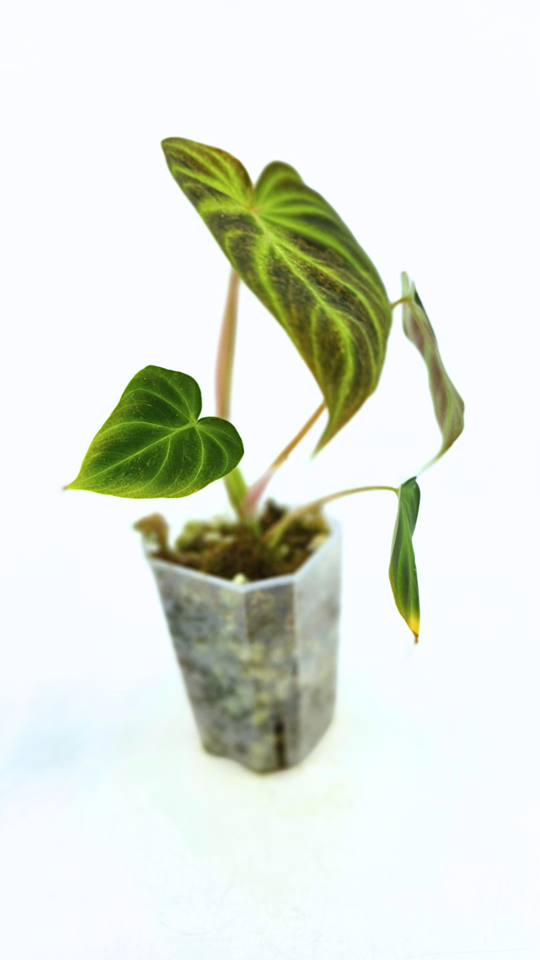 Rare indoor plant Philodendron Verrucusom Mint Variegated available for sale at rare house plant shop The Leaf Gallery in Perth, Western Australia
