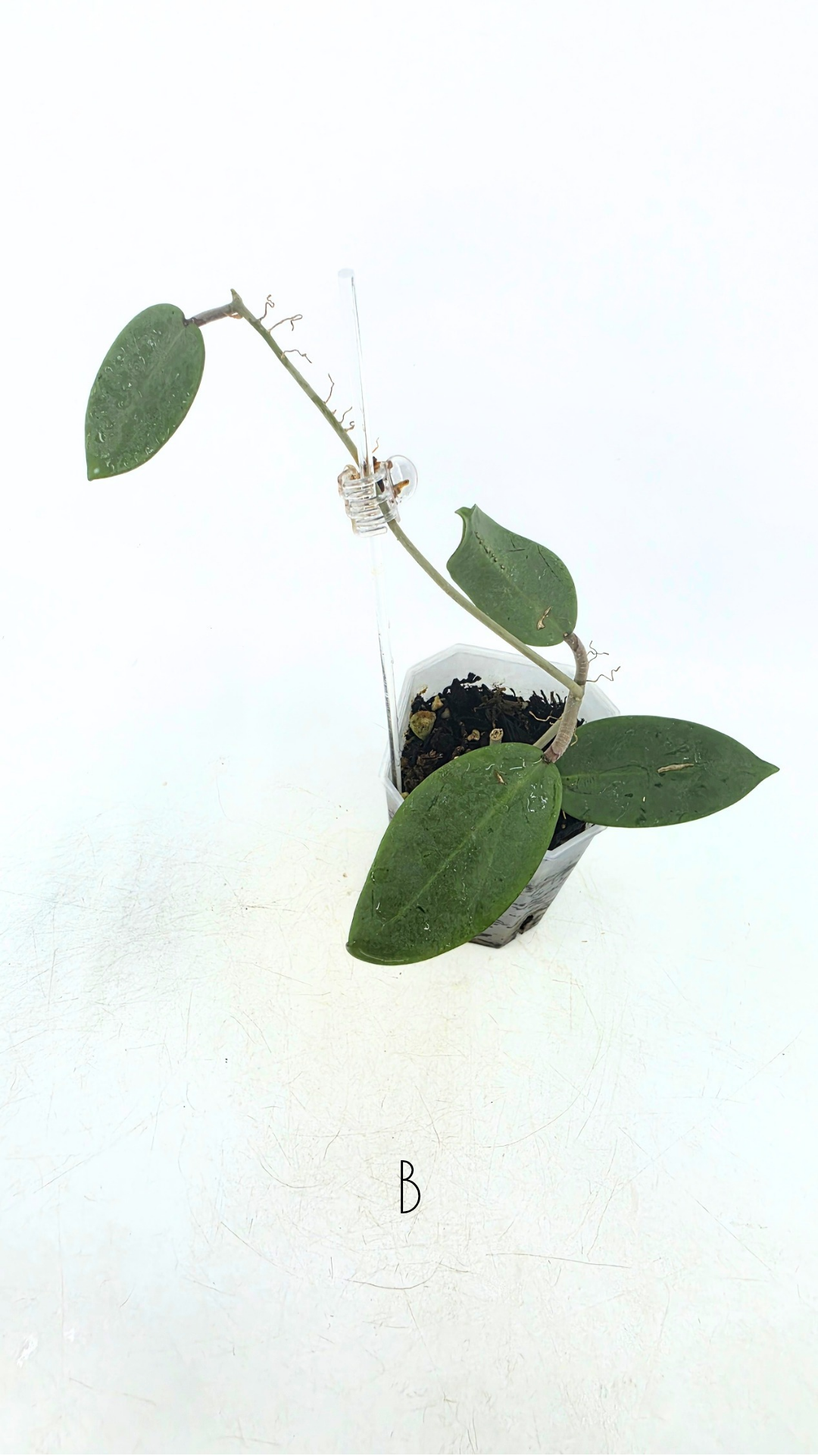 Rare waxplant Hoya Silver Dollar available for sale at rare indoor plant shop The Leaf Gallery in Perth, Western Australia