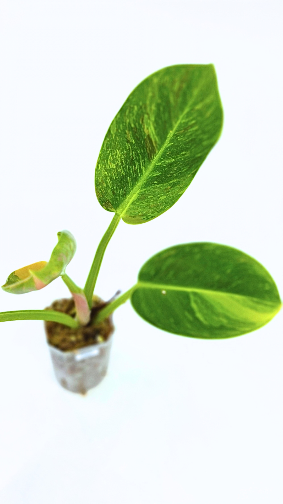 Uncommon Philodendron Green Congo Hybrid Varigated also known as Philodendron Green Congo Nuclear available for sale at rare plant shop The Leaf Gallery in Perth, Western Australia