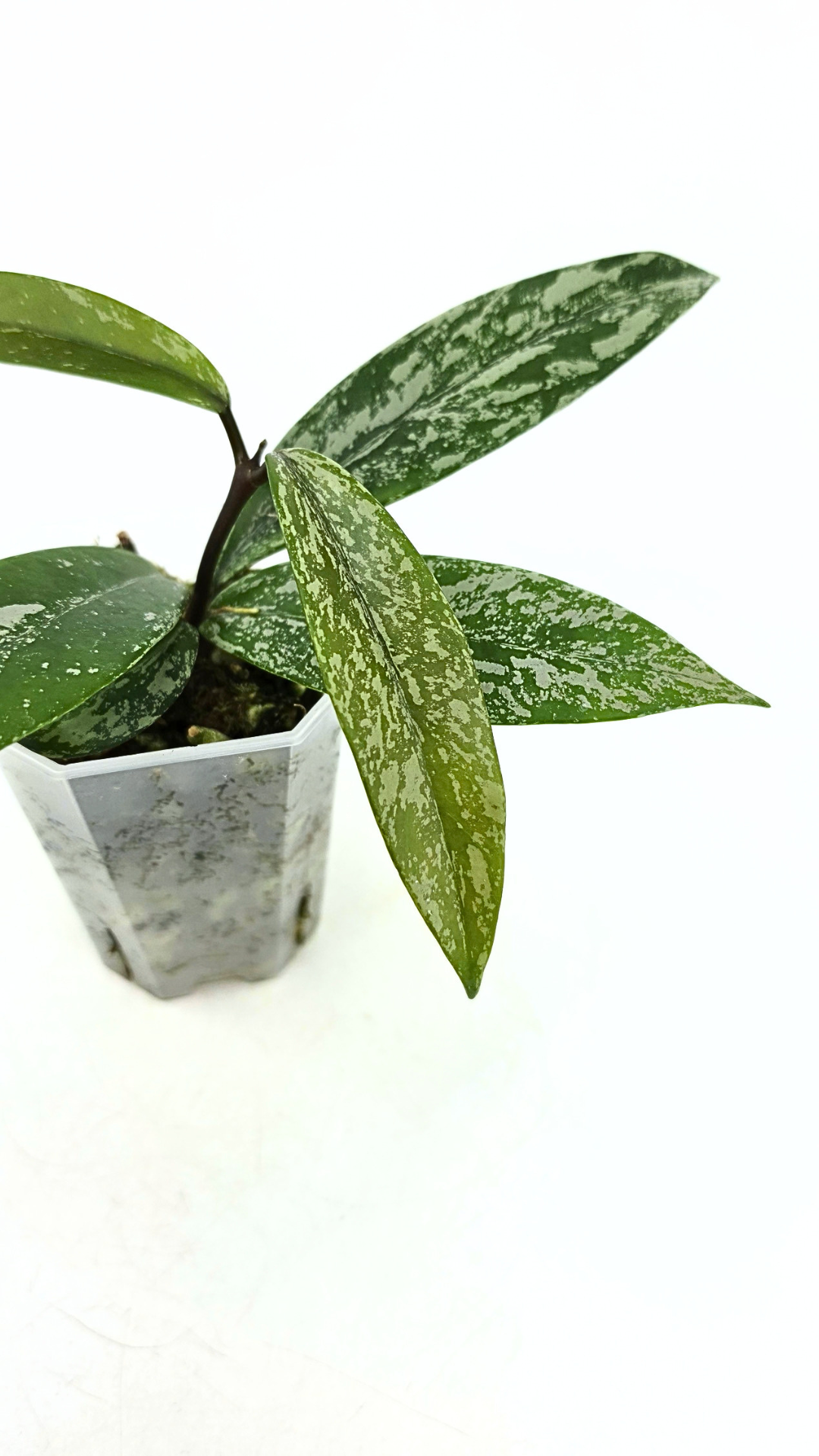 Rare waxplant Hoya Pubicalyx Pink Silver Ghost available for sale at rare indoor plant shop The Leaf Gallery in Perth, Western Australia