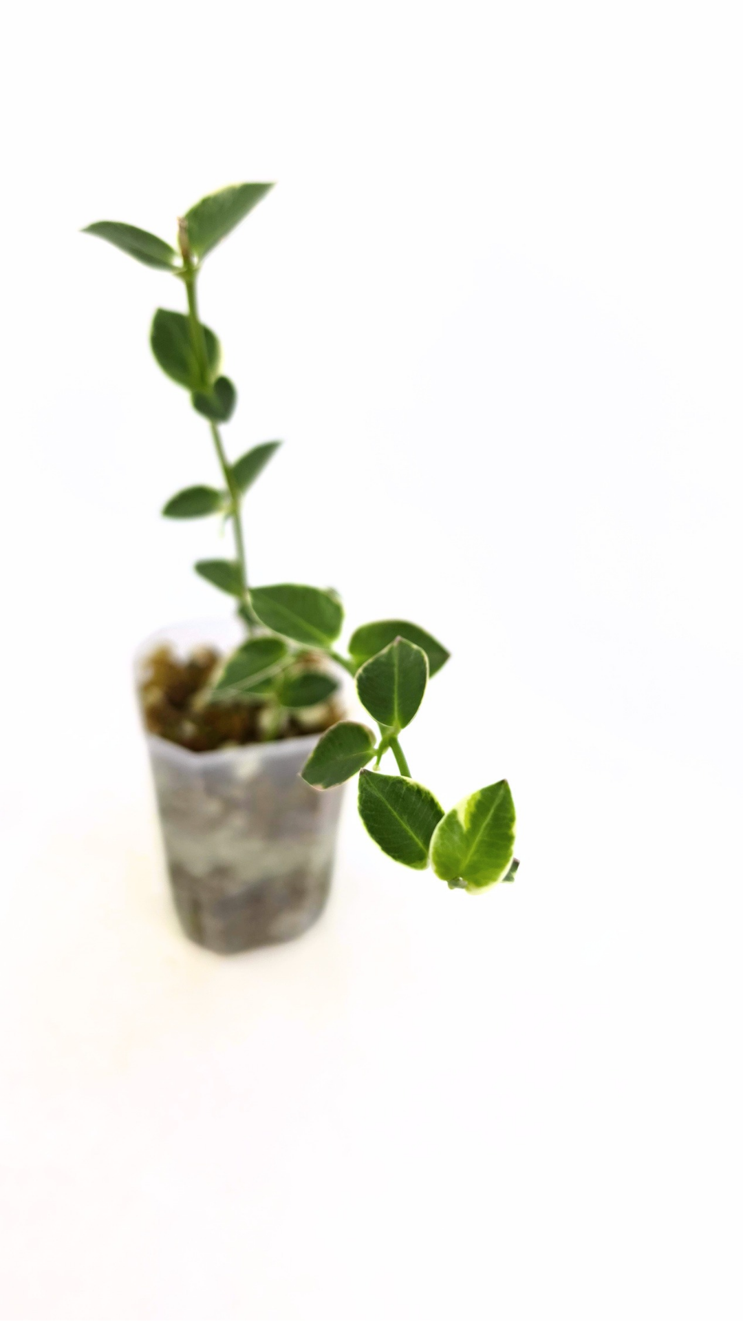 Rare waxplant Hoya Cumingiana Albo available for sale at rare indoor plant shop The Leaf Gallery in Perth, Western Australia
