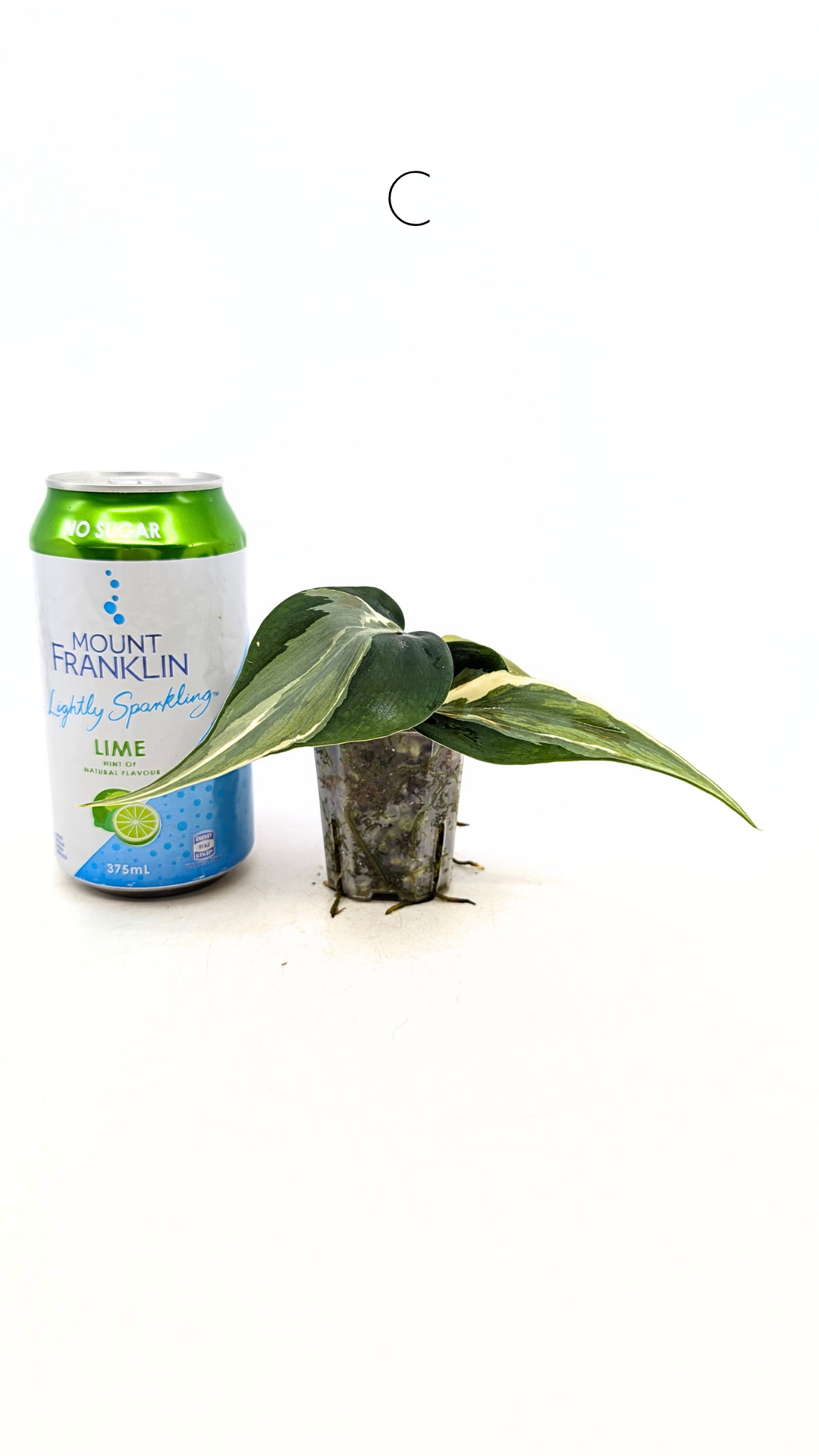 Rare indoor plant Philodendron Rio available at rare plant shop The Leaf Gallery in Perth, Western Australia.