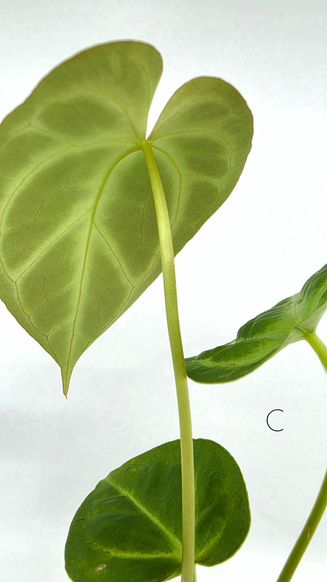Rare indoor plant Anthurium Magnificum available for sale at rare house plant shop The Leaf Gallery in Perth, Western Australia