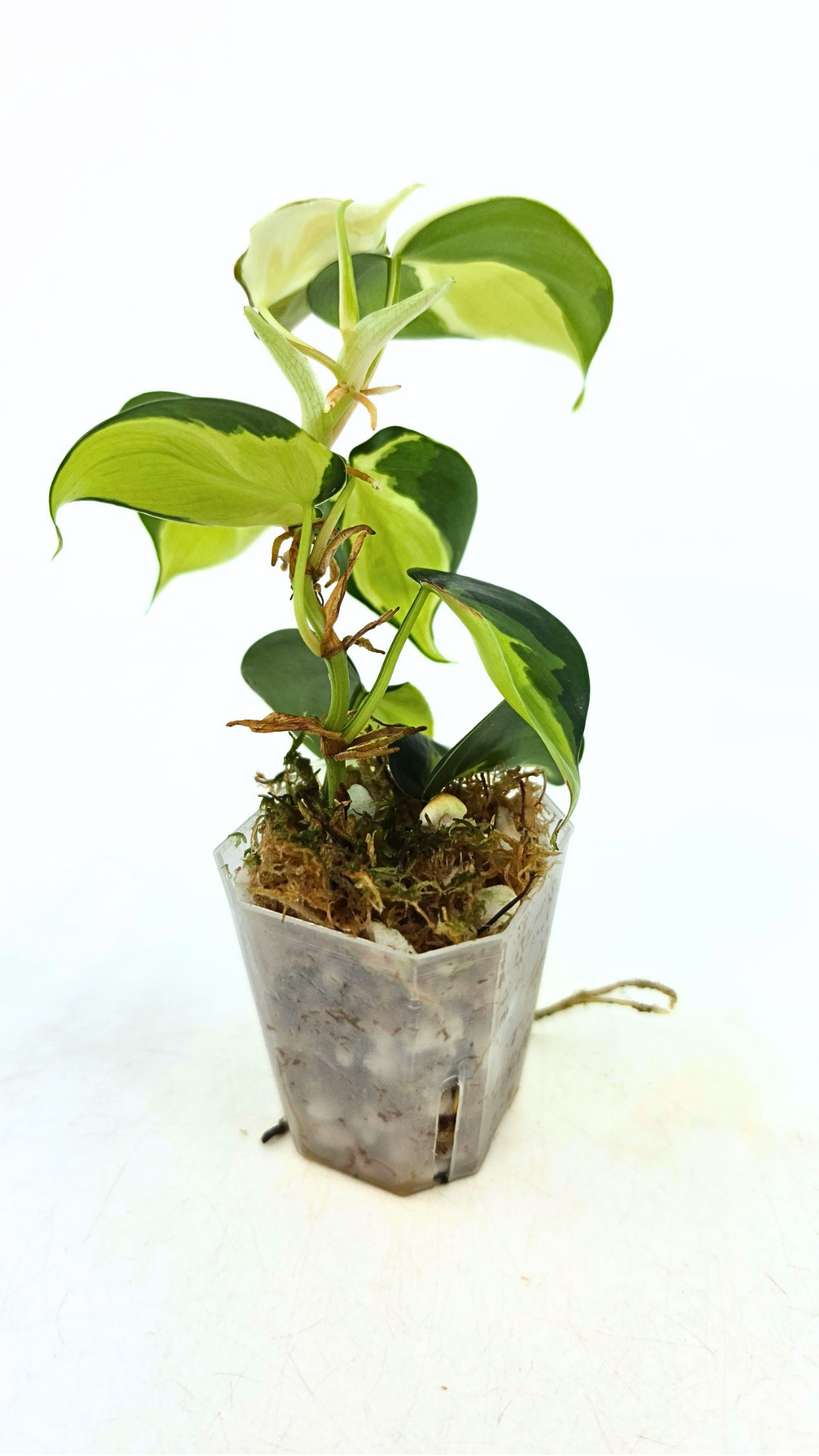 Rare indoor plant Philodendron Cream Splash available at rare plant shop The Leaf Gallery in Perth, Western Australia