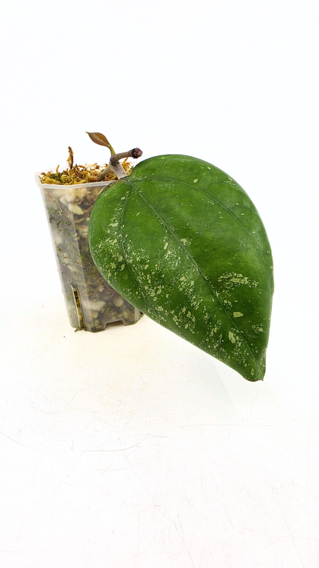 Rare waxplant Hoya Vitellina Blume Splash available for sale at rare plant shop The Leaf Gallery in Perth, Western Australia