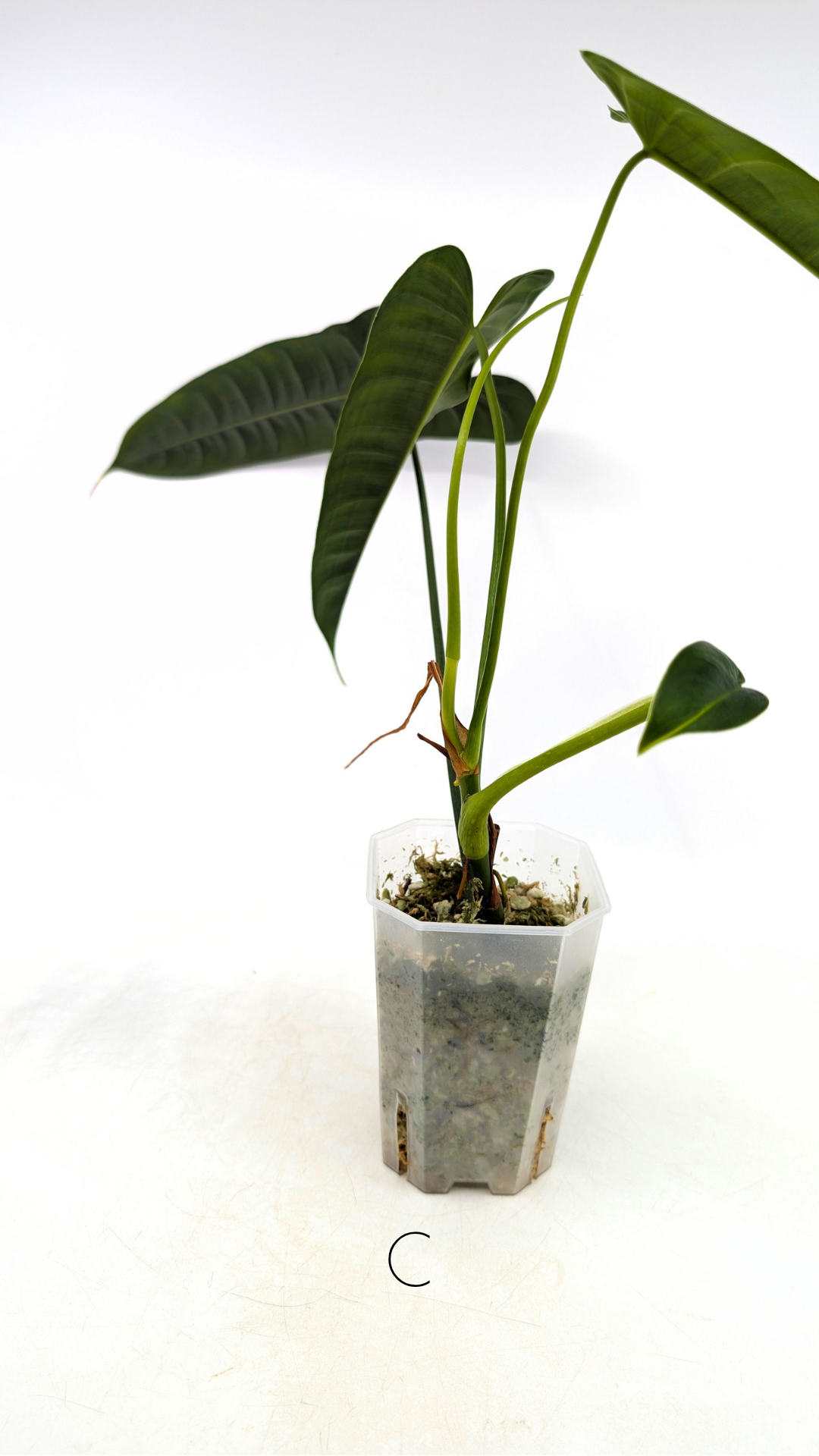 Rare indoor plant Philodendron Felix available for sale at rare house plant shop The Leaf Gallery in Perth, Western Australia