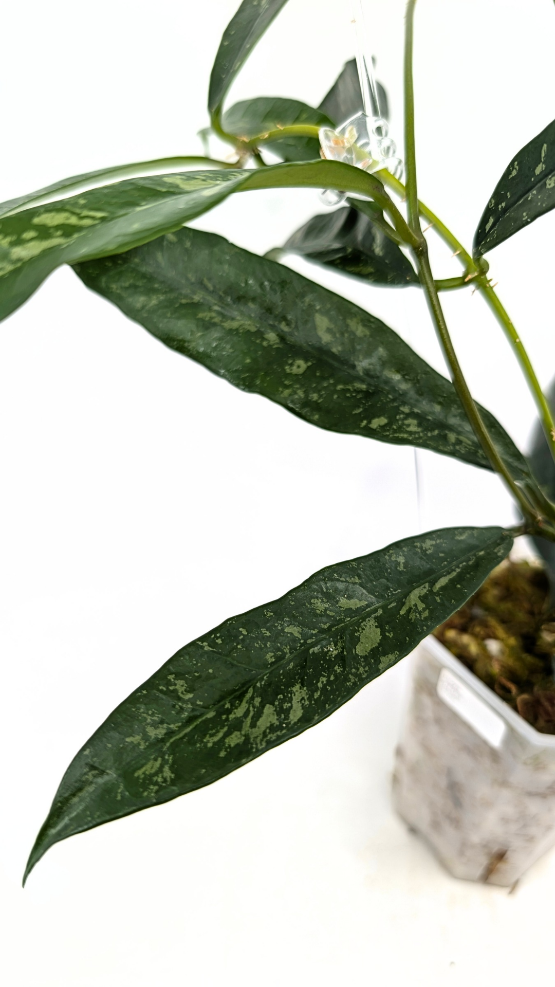 Rare waxplant Hoya Grifithii Silver available for sale at rare plant shop The Leaf Gallery in Perth, Western Australia