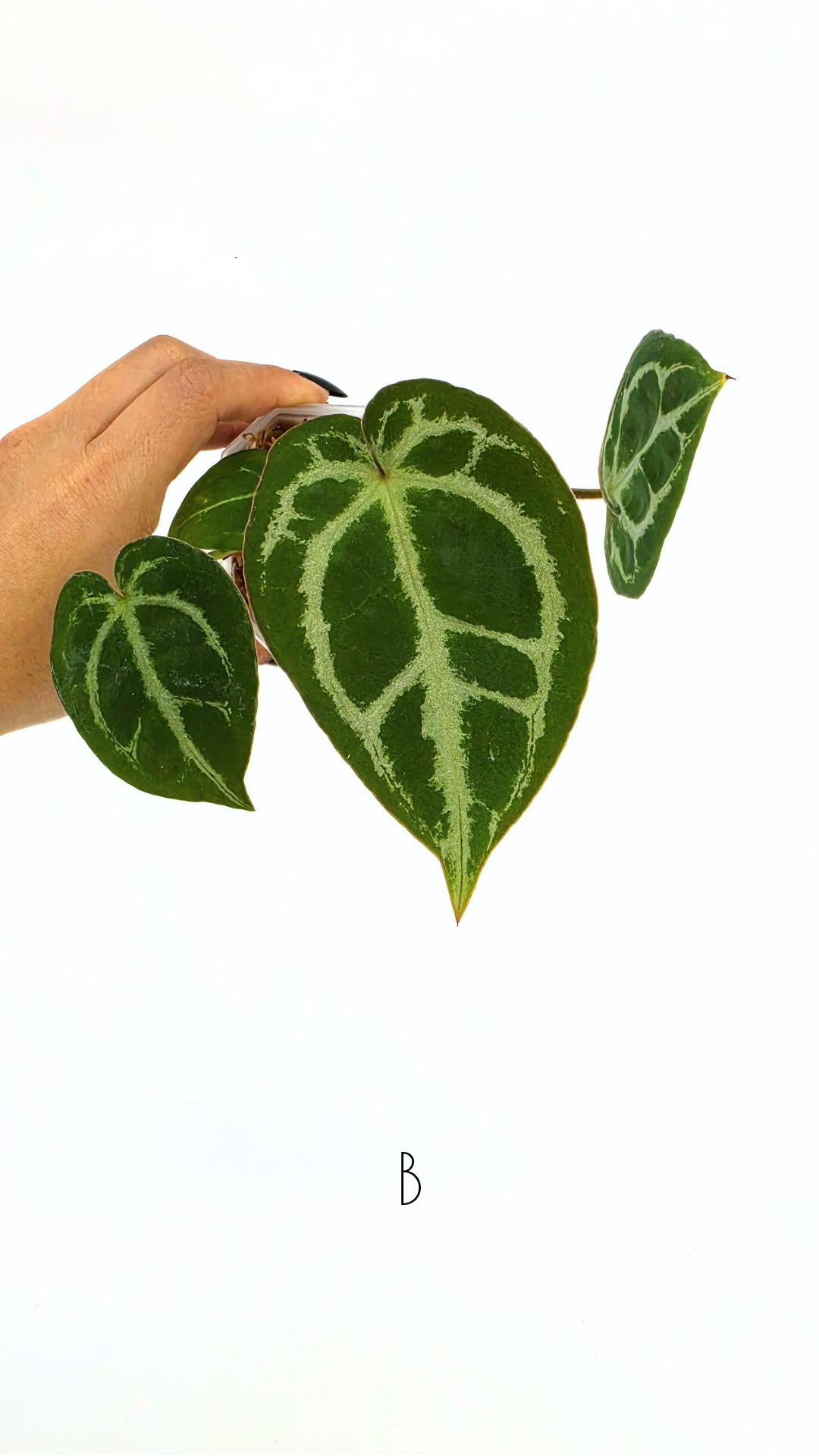 Rare anthurium hybrid Anthurium red dorayaki mutation with Anthurium Michelle by The Leaf Gallery in Perth, Western Australia