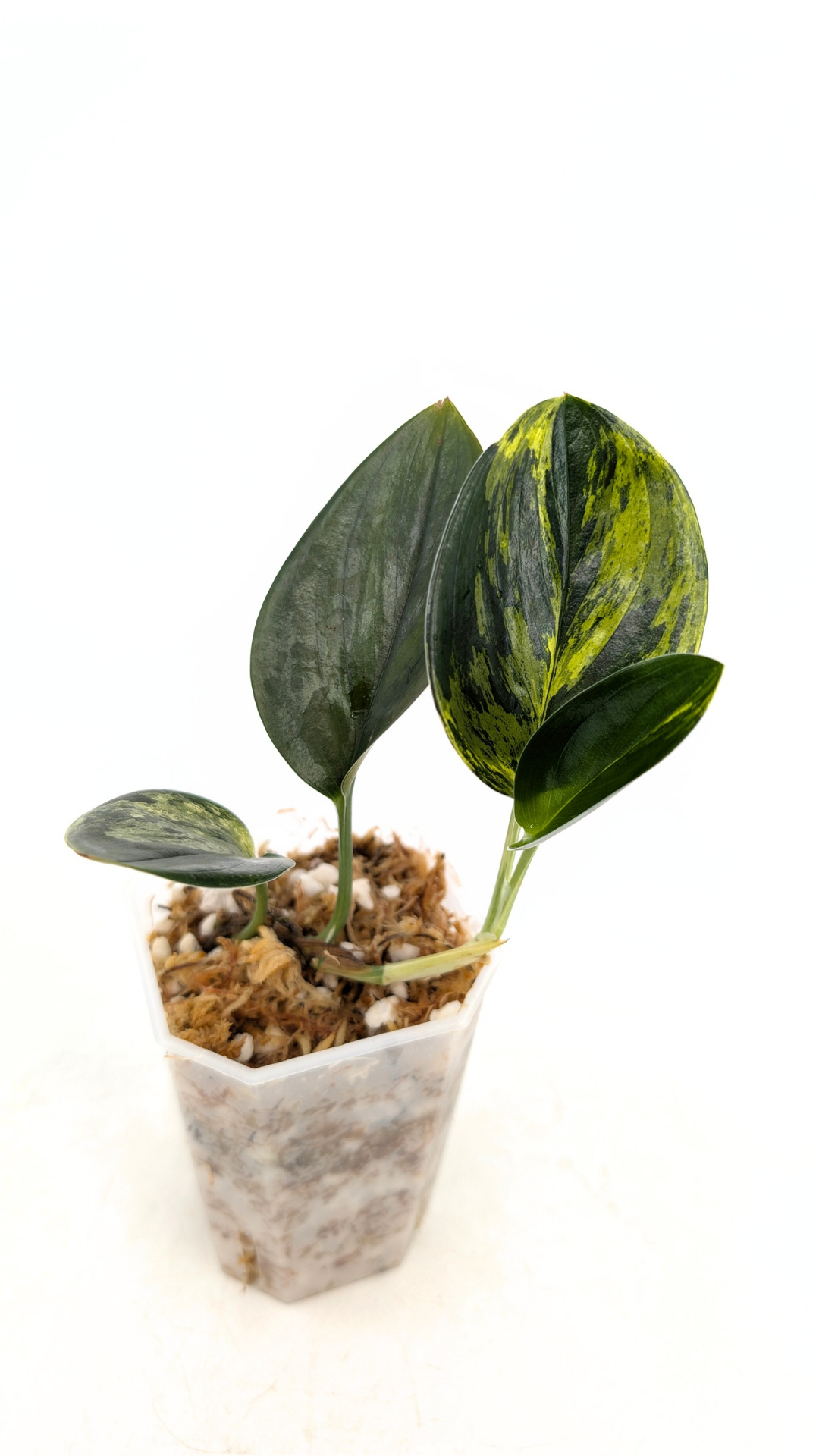 Single plants upload_20260121_155352_0000.png