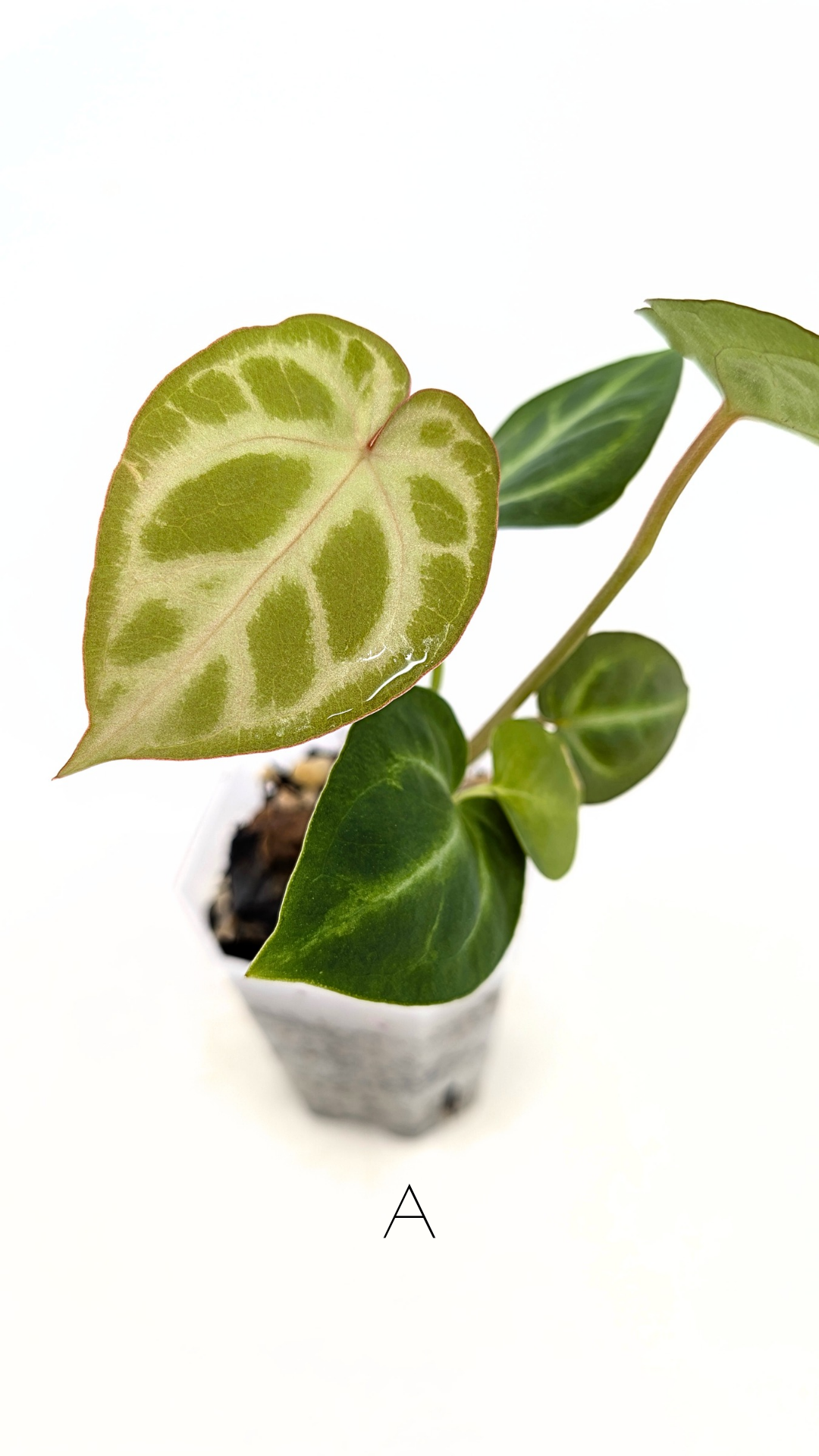 Rare indoor plant Anthurium Magnificum available for sale at rare house plant shop The Leaf Gallery in Perth, Western Australia