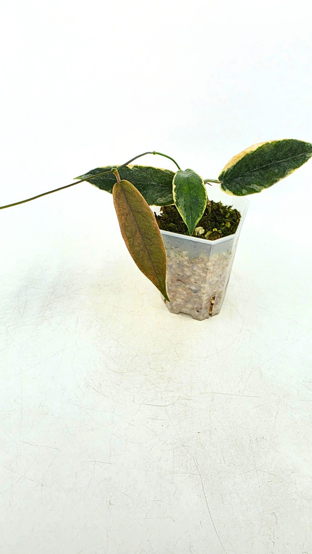 Rare waxplant Hoya Archboldiana Albomarginata available for sale at rare indoor plant shop The Leaf Gallery in Perth, Western Australia