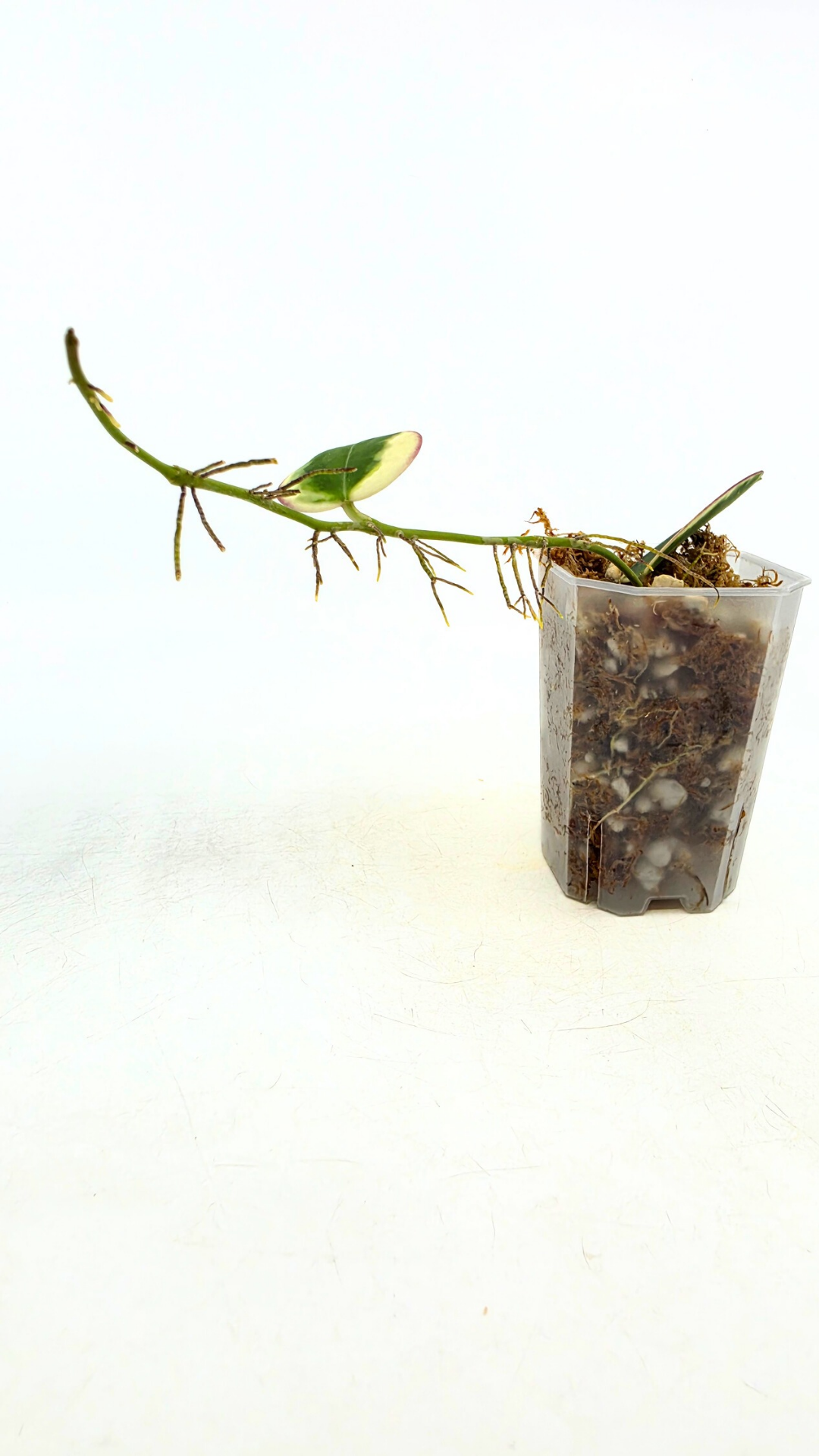 Rare wax plant Hoya Pachyclada (Subquintuplinervis) Outter Varigated available at rare plant shop The Leaf Gallery in Perth, Western Australia