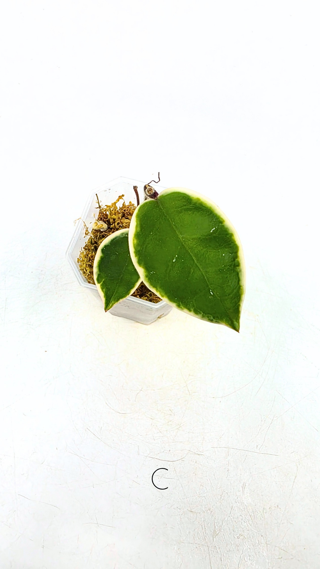 Uncommon indoor plant hoya Carnosa Krimson Queen propagated by and available for sale at rare plant shop The Leaf Gallery in Perth.