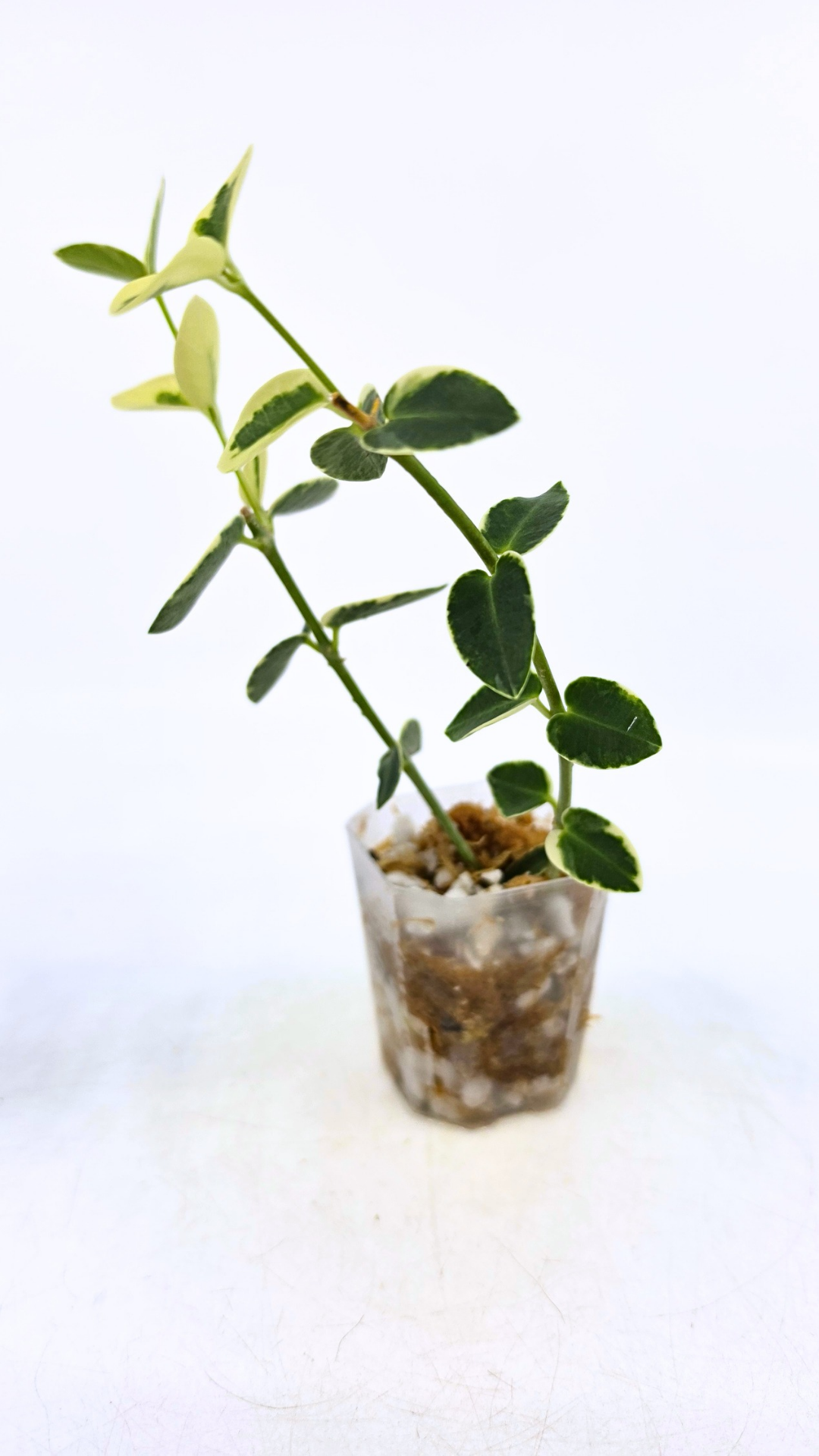 Rare waxplant Hoya Cumingiana Albo available for sale at rare indoor plant shop The Leaf Gallery in Perth, Western Australia