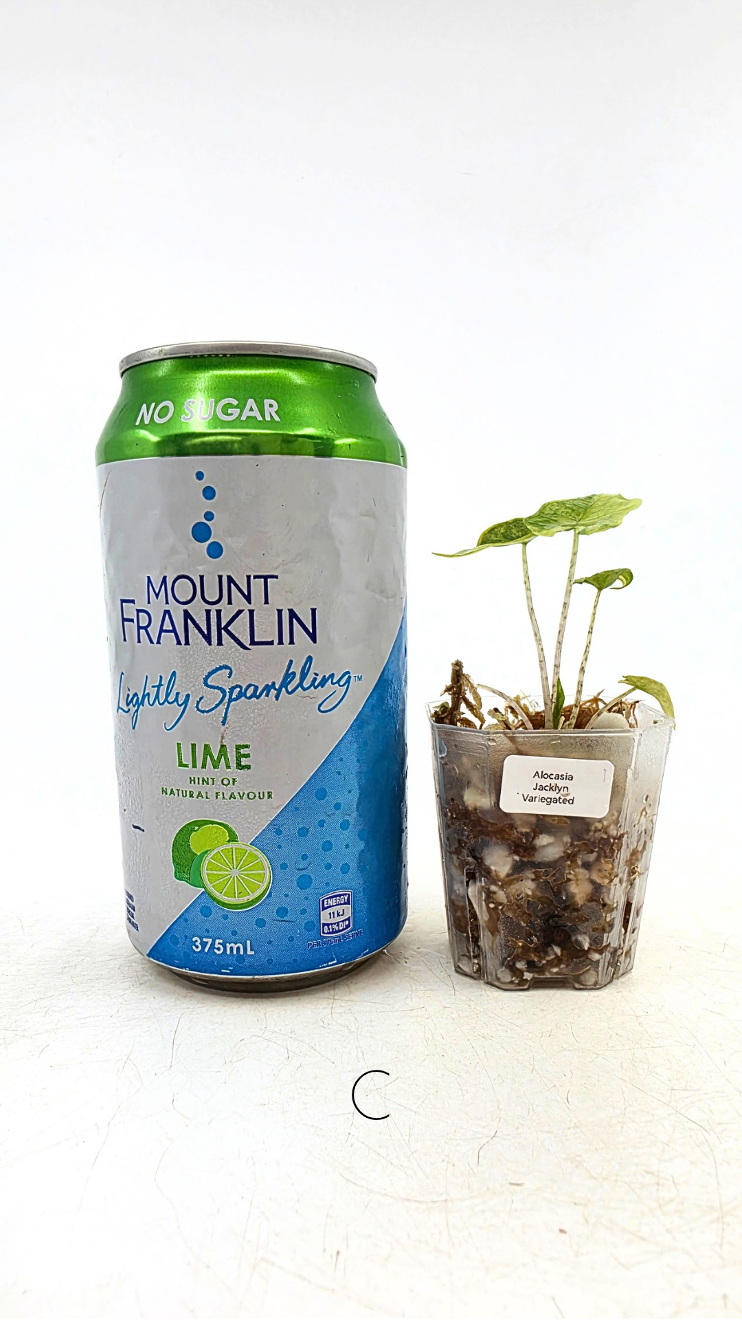 Rare indoor plannt Alocasia Jacklyn Variegated available for sale at rare house plant shop The Leaf Gallery in Perth, Western Australia.