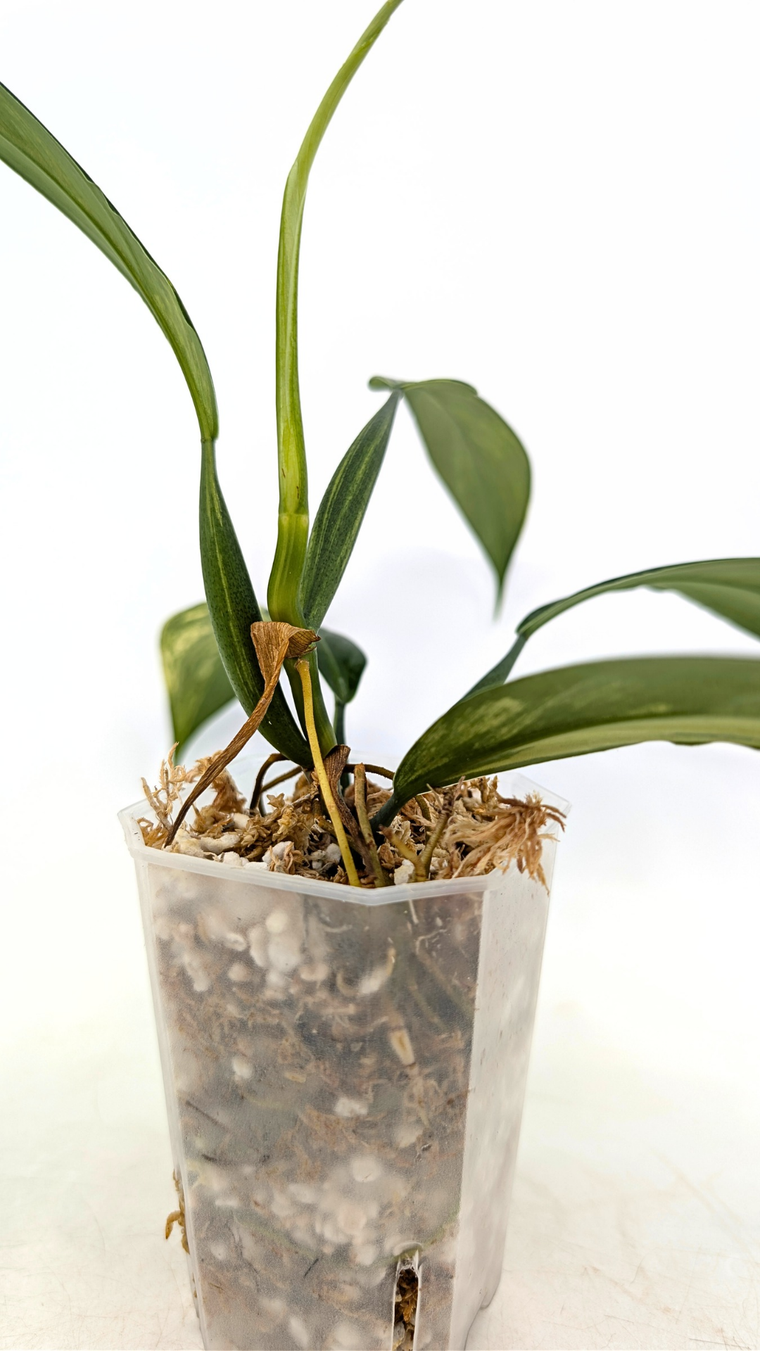 Super Rare indoor plant Philodendron Panduriforme variegated available for sale at rare house plant shop The Leaf Gallery in Perth, Western Australia.