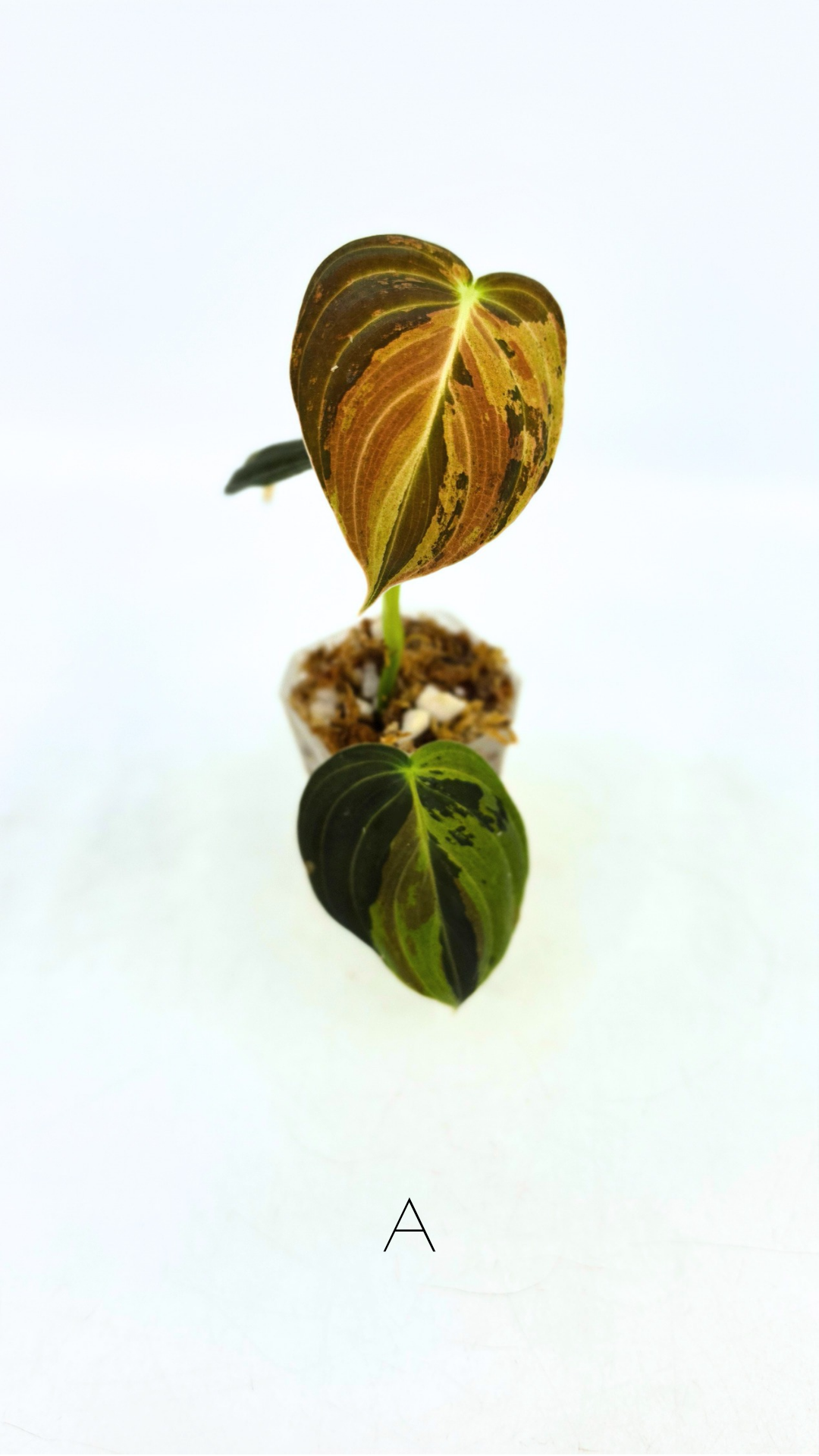 Rare plant Philodendron Melanochrysum Varigated available for sale at rare plant shop The Leaf Gallery in Perth, Western Australia