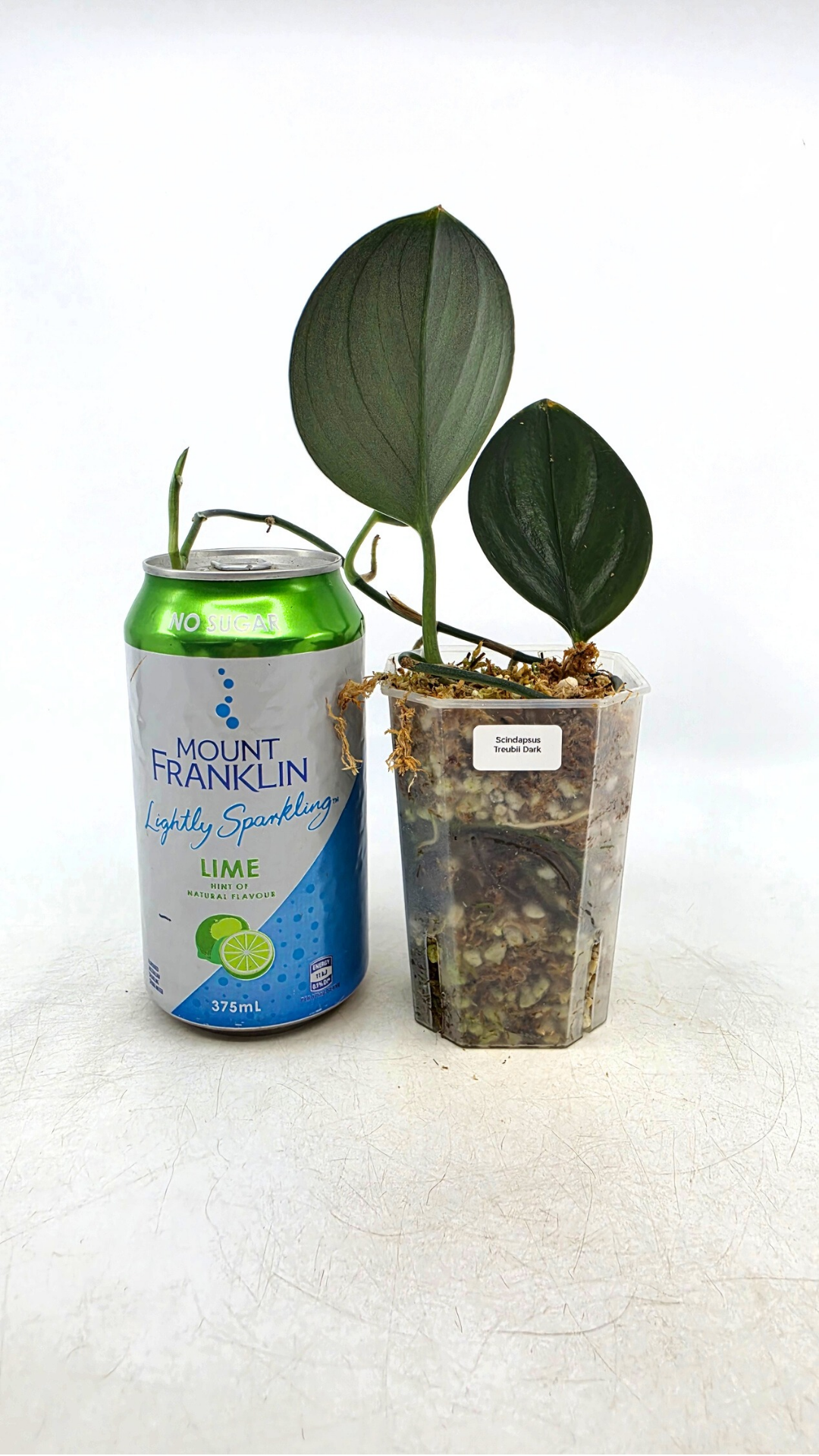 Rare plant scindapsus Treubii Dark available for sale at rare plant shop The Leaf Gallery in Perth, Western Australia