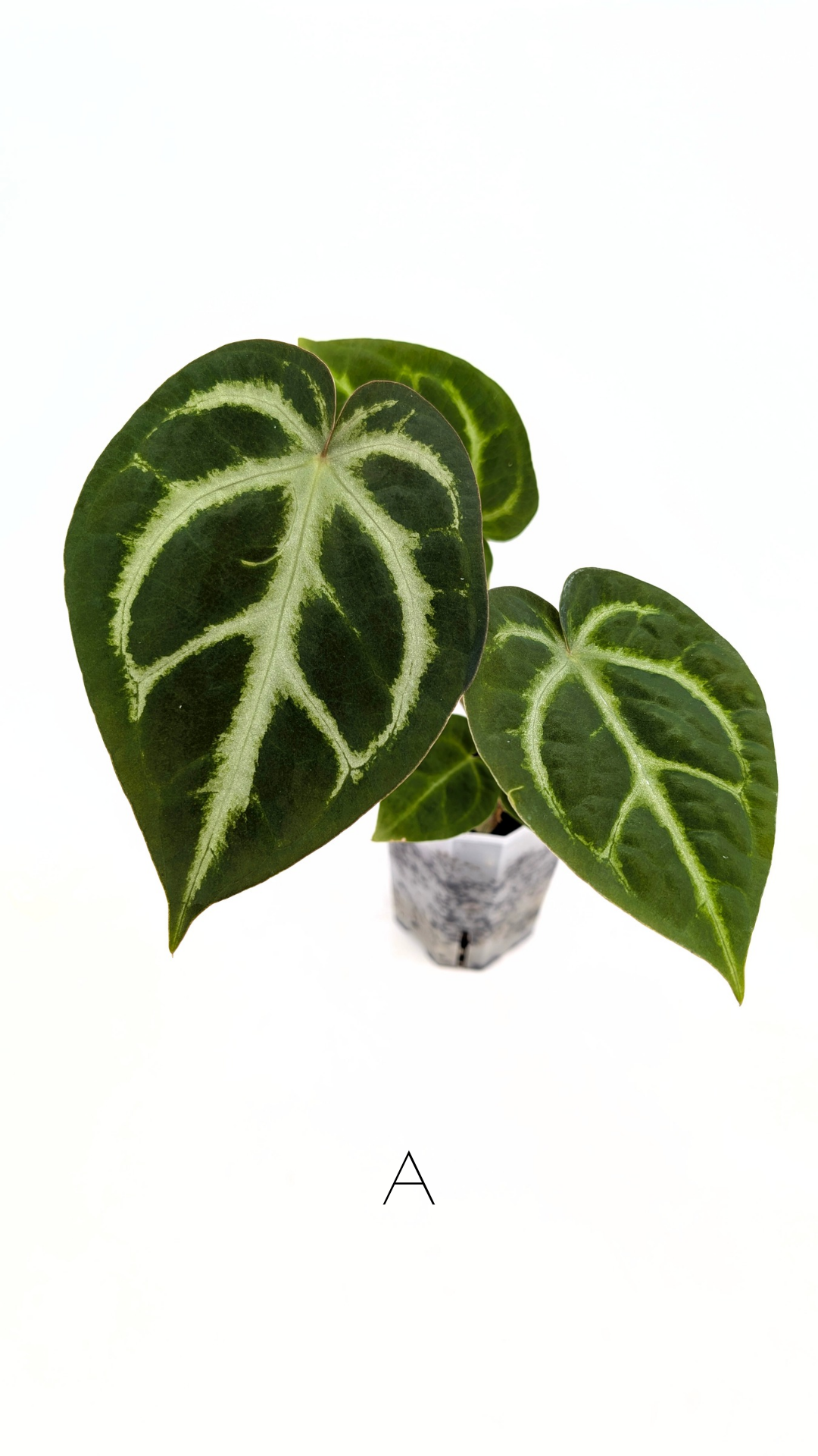 Rare indoor plant Anthurium Magnificum available for sale at rare house plant shop The Leaf Gallery in Perth, Western Australia