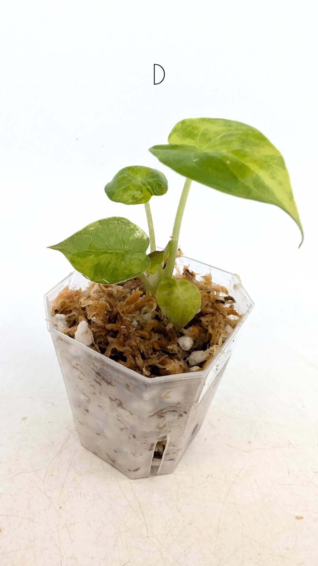 Rare indoor plant Alocasia Wentii Variegated available for sale at rare house plant shop The Leaf Gallery in Perth, Western Australia